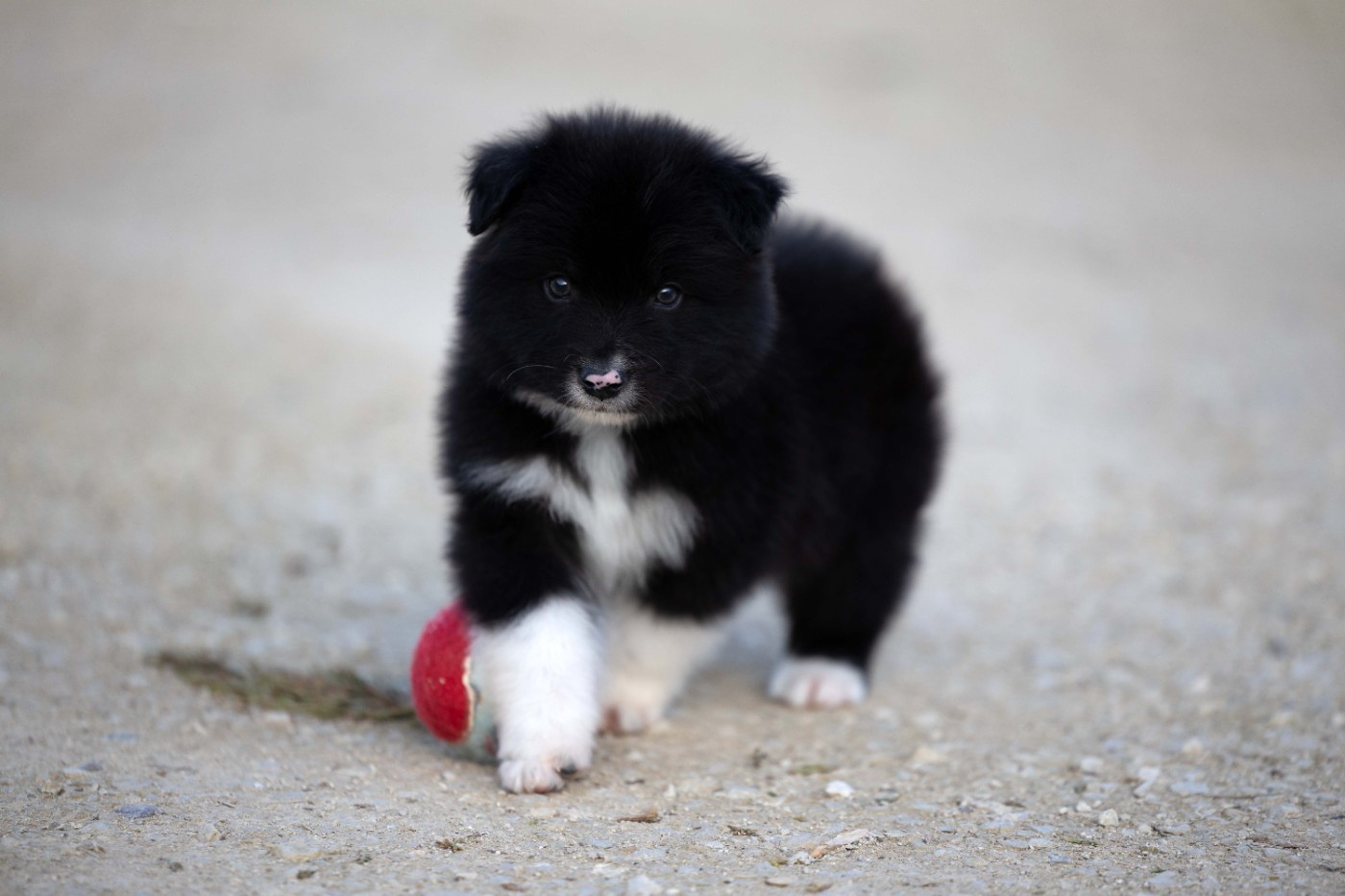 Of Salsa's Stars - Chiots disponibles - Berger Australien