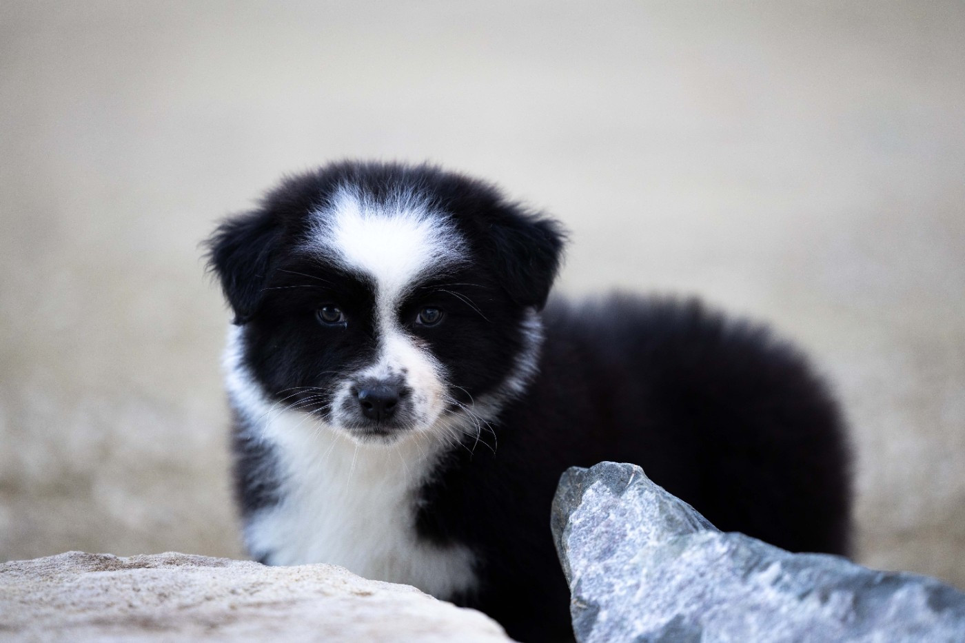 Of Salsa's Stars - Chiots disponibles - Berger Australien