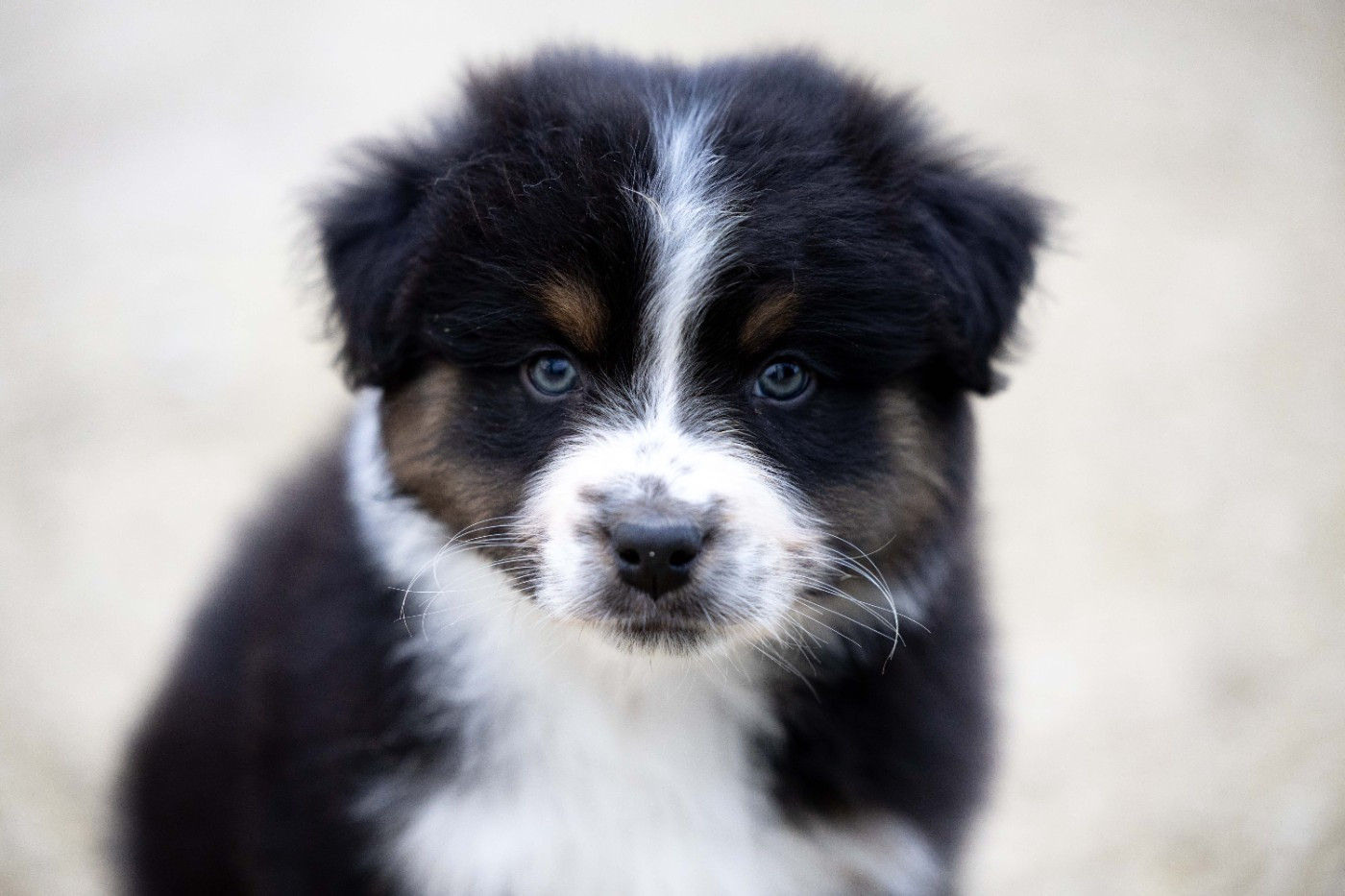 Of Salsa's Stars - Chiots disponibles - Berger Australien