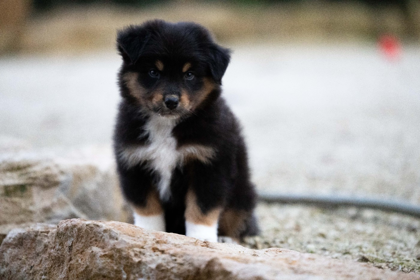 Of Salsa's Stars - Chiots disponibles - Berger Australien