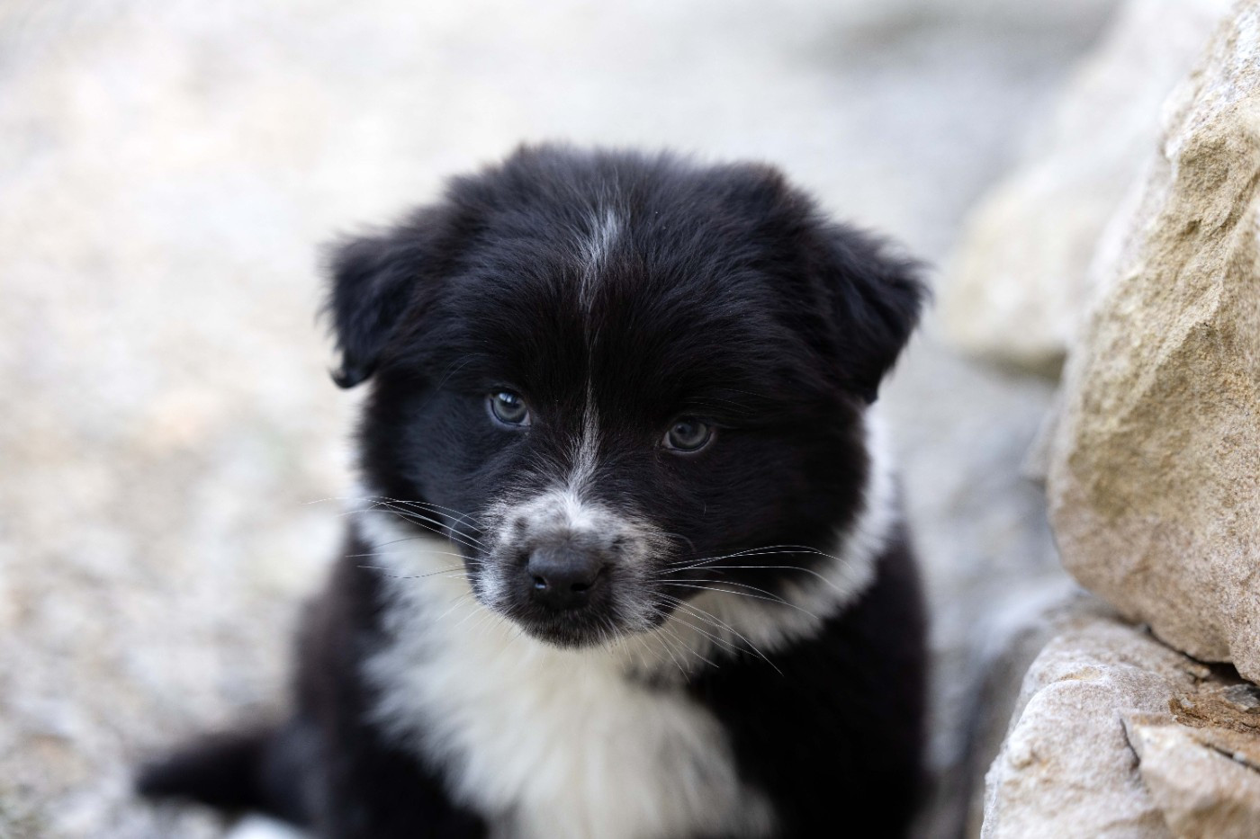 Of Salsa's Stars - Chiots disponibles - Berger Australien