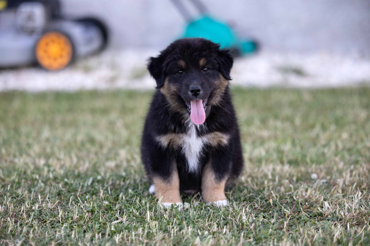 Of Salsa's Stars - Chiots disponibles - Berger Australien