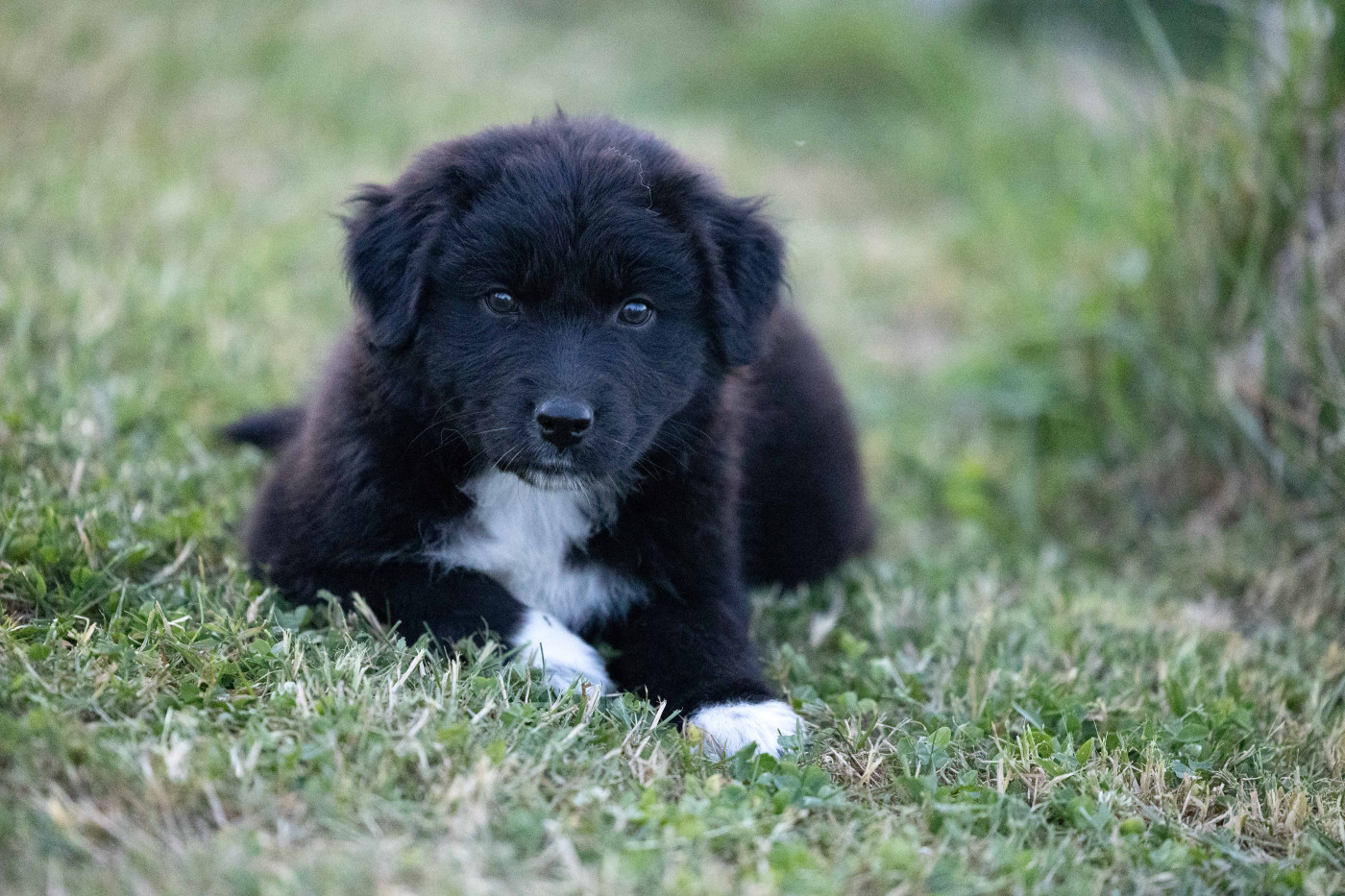 Of Salsa's Stars - Chiots disponibles - Berger Australien