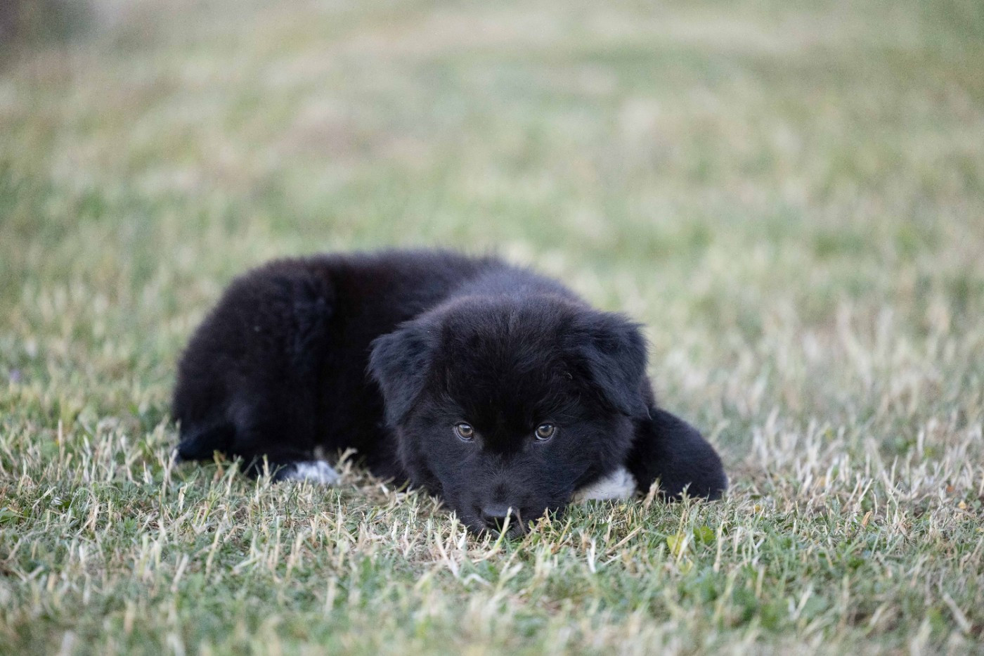 Of Salsa's Stars - Chiots disponibles - Berger Australien