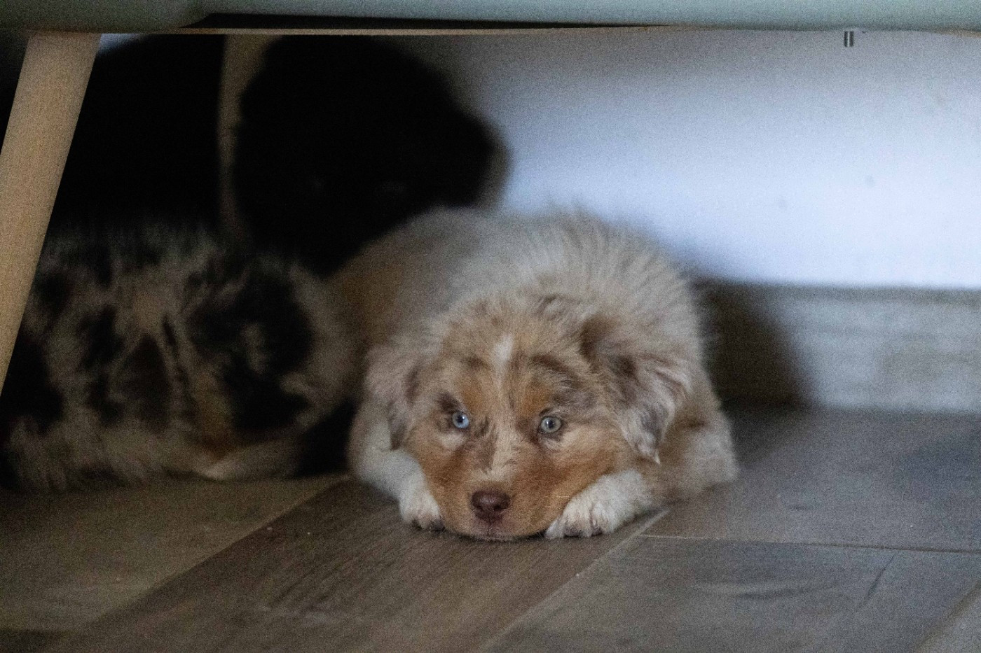 Of Salsa's Stars - Chiots disponibles - Berger Australien