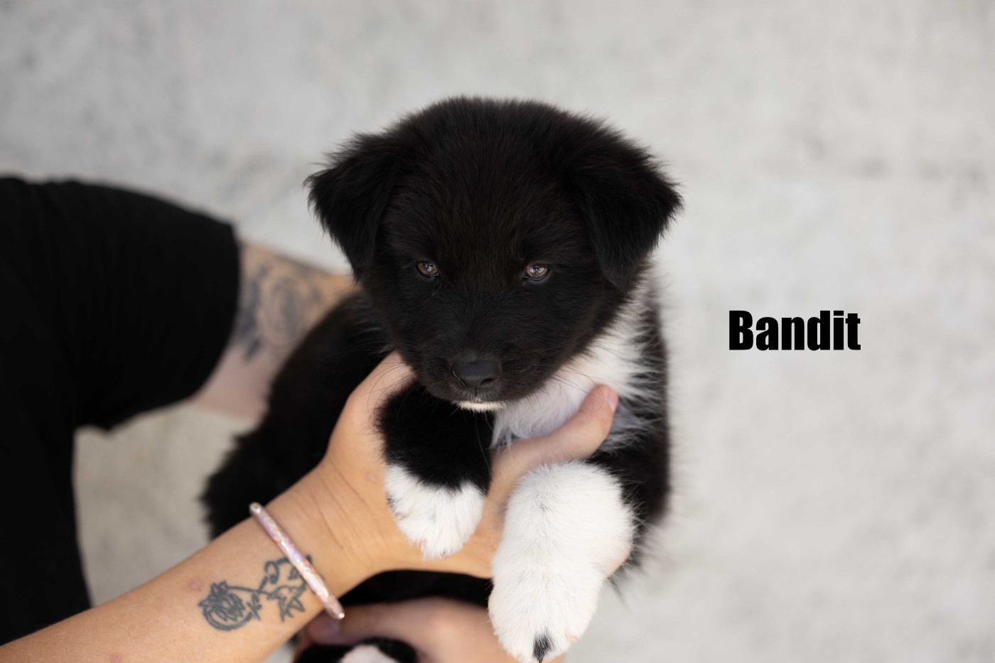 Of Salsa's Stars - Chiots disponibles - Berger Australien