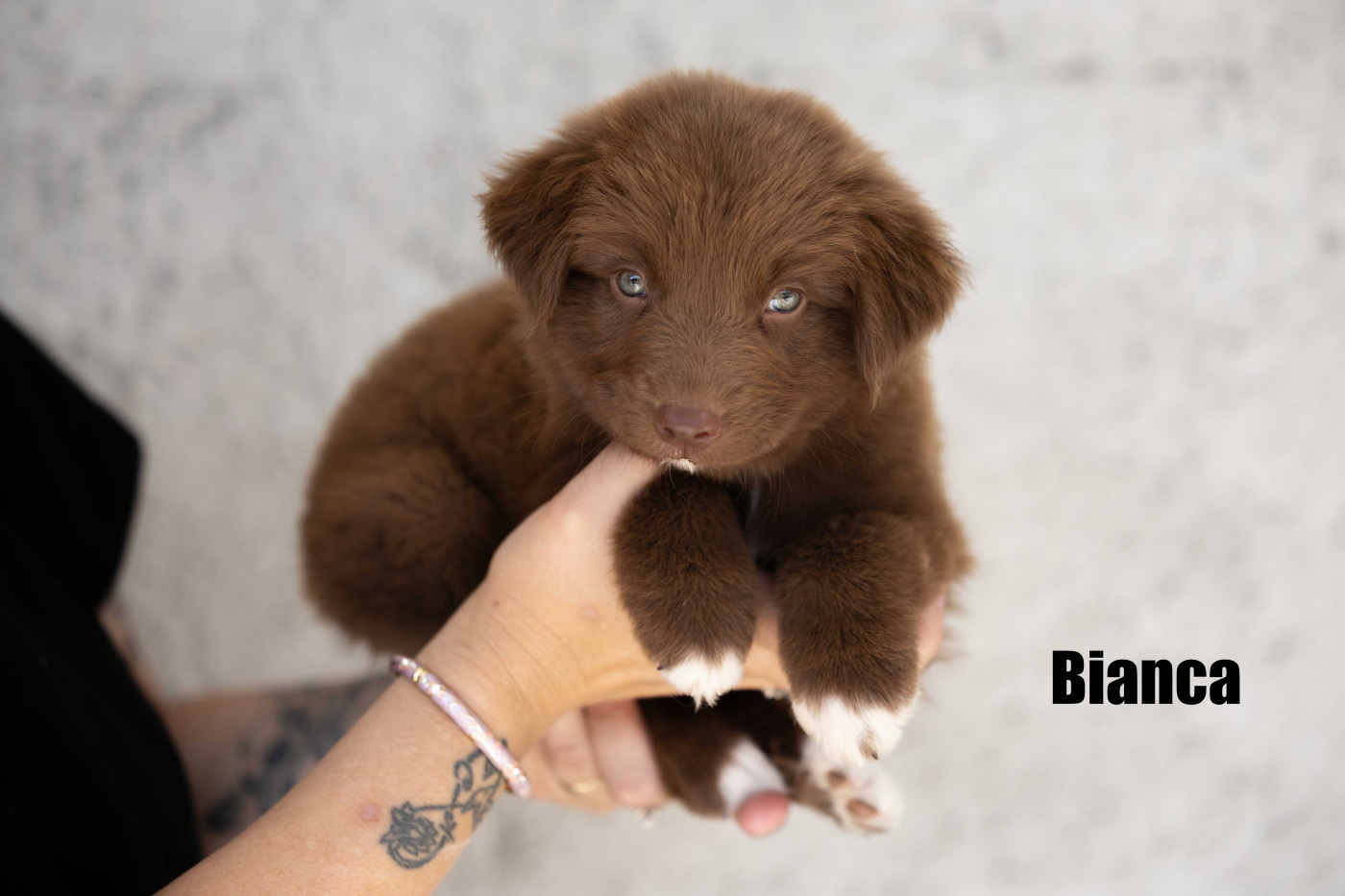 Of Salsa's Stars - Chiots disponibles - Berger Australien