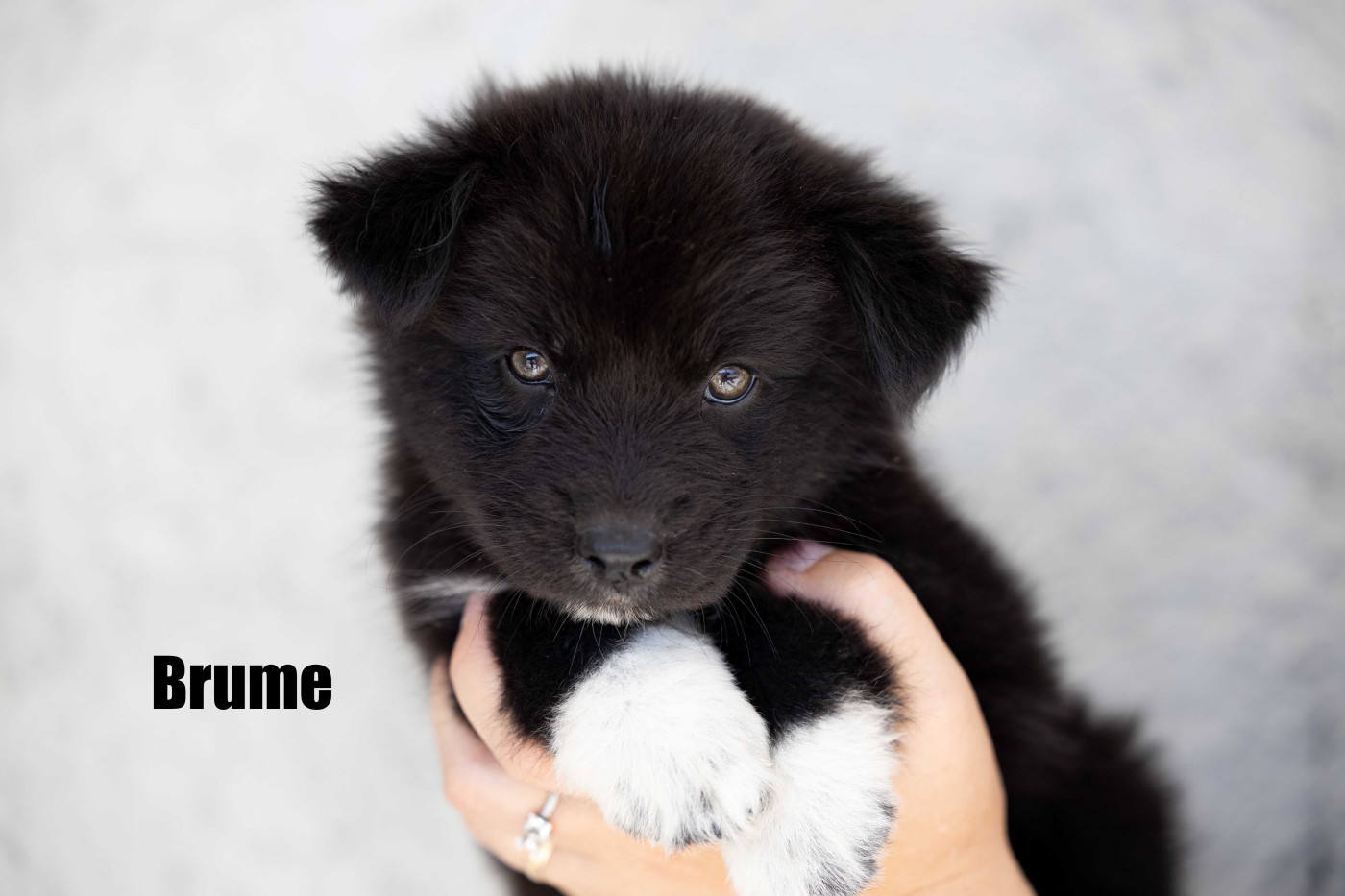 Of Salsa's Stars - Chiots disponibles - Berger Australien