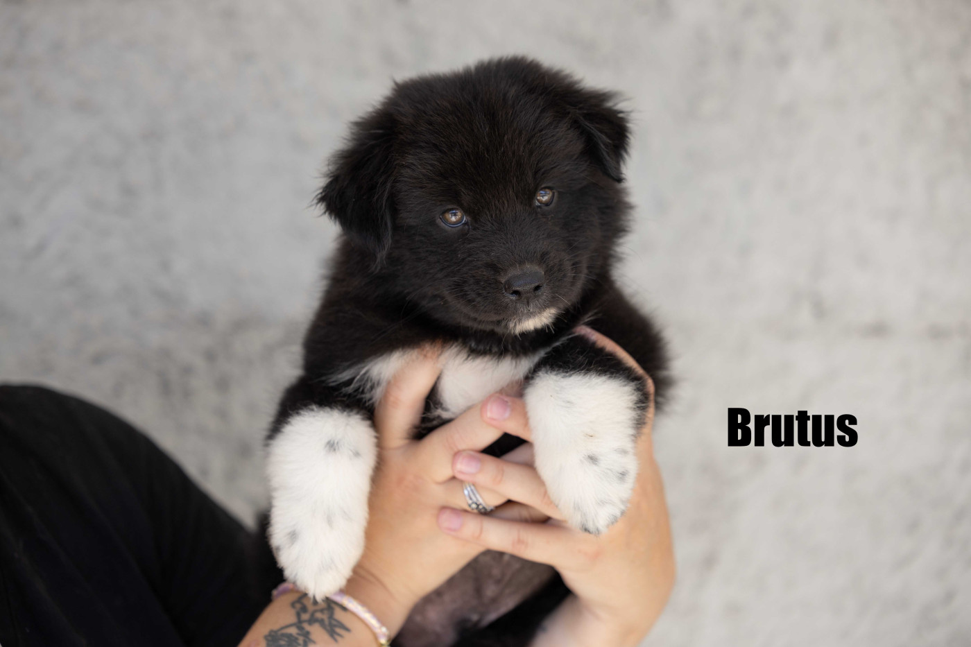 Of Salsa's Stars - Chiots disponibles - Berger Australien