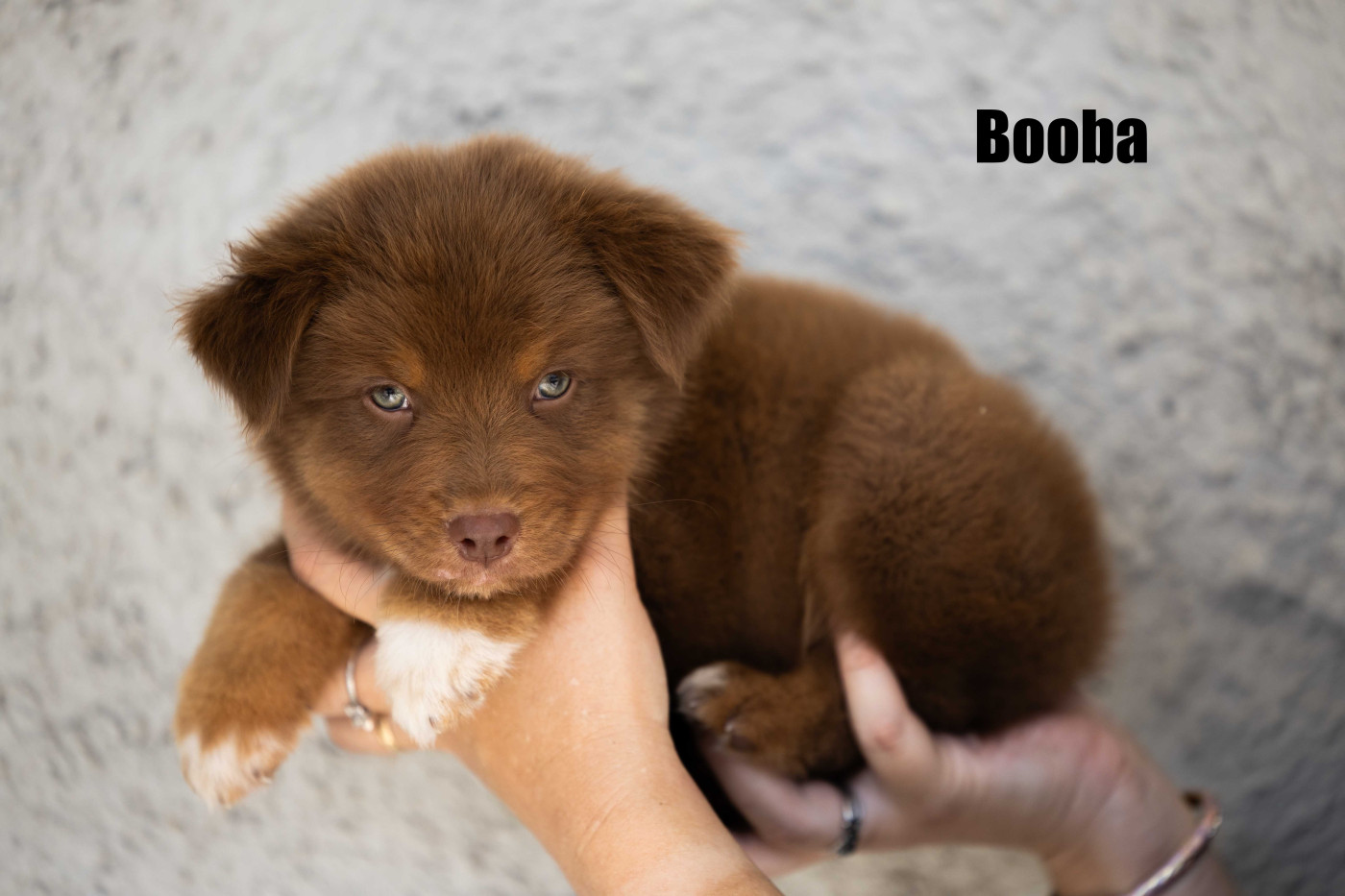Of Salsa's Stars - Chiots disponibles - Berger Australien