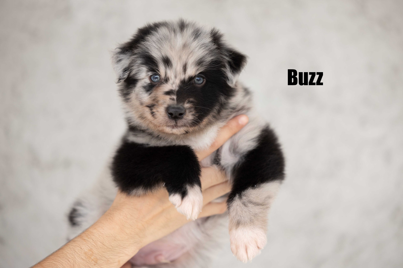 Of Salsa's Stars - Chiots disponibles - Berger Australien