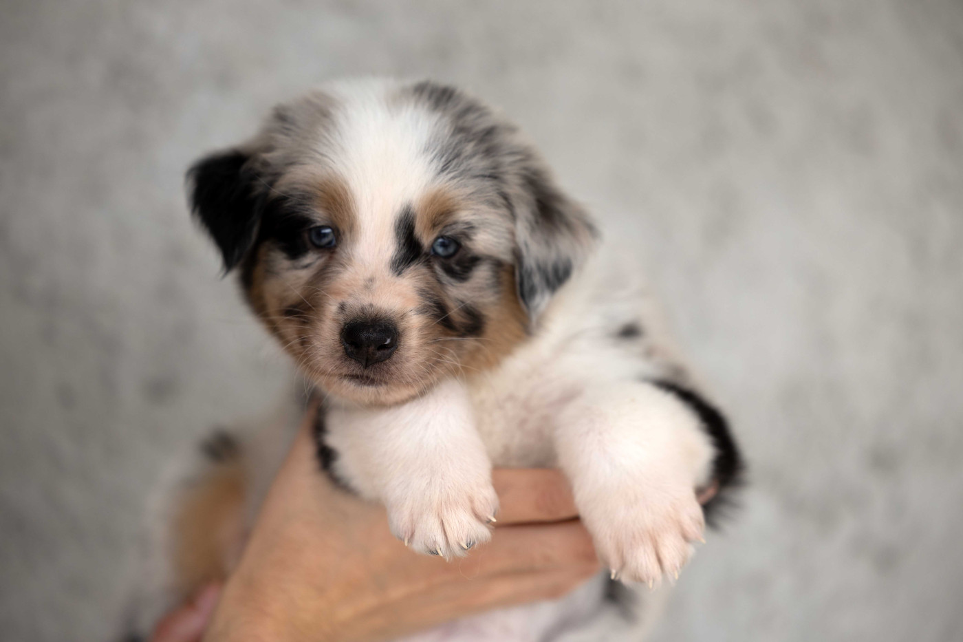 Of Salsa's Stars - Chiots disponibles - Berger Australien