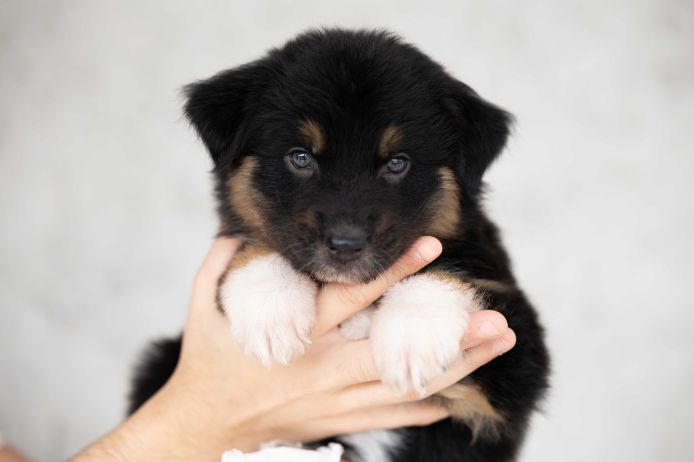 Of Salsa's Stars - Chiots disponibles - Berger Australien