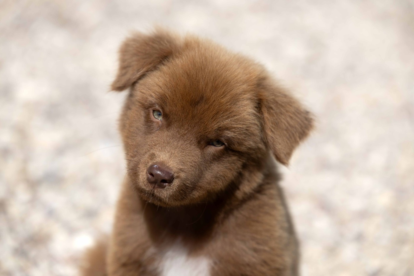 Of Salsa's Stars - Chiots disponibles - Berger Australien