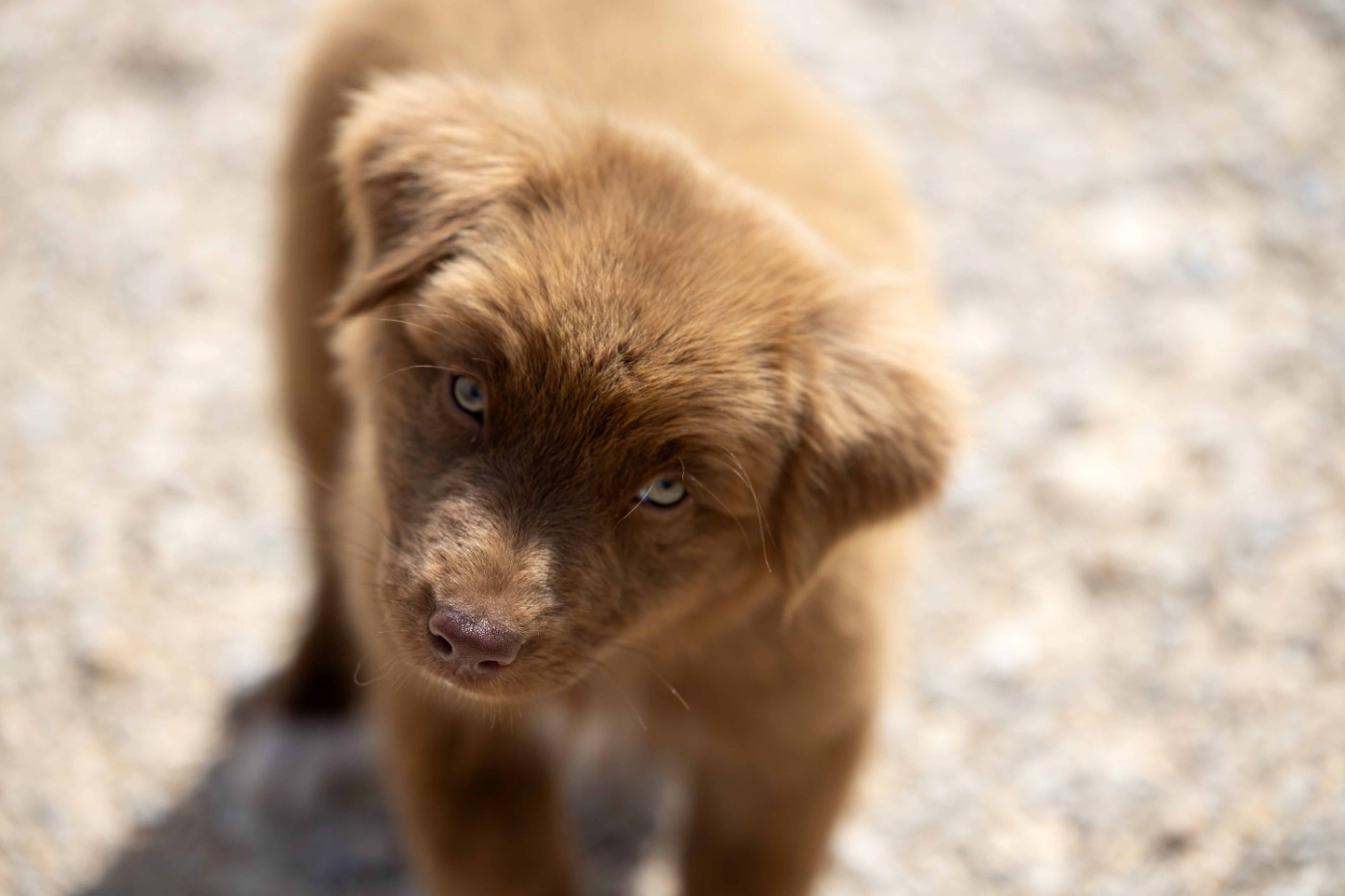 Of Salsa's Stars - Chiots disponibles - Berger Australien