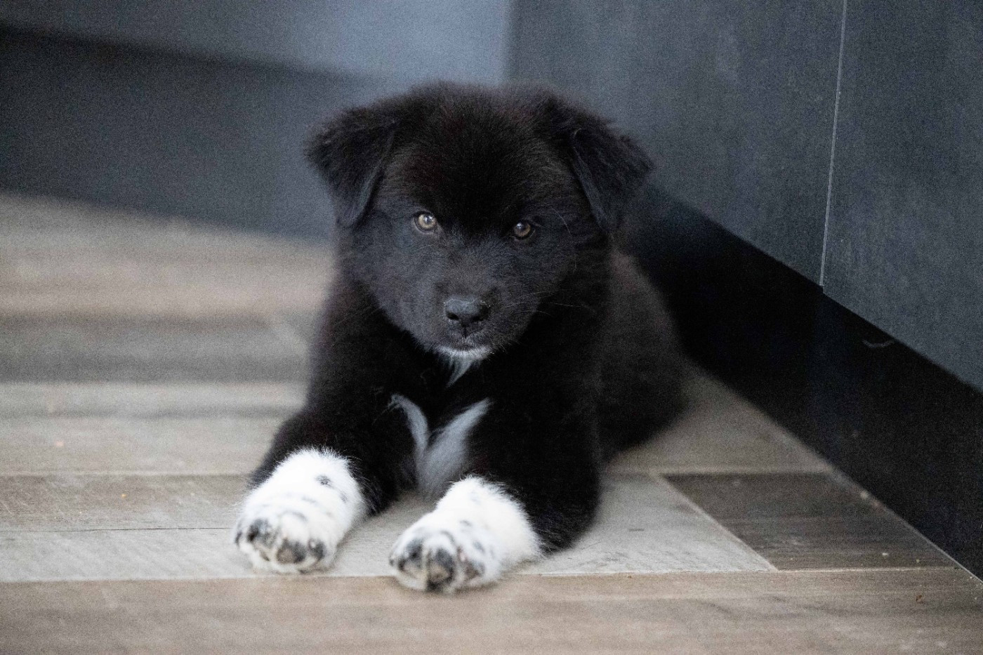 Of Salsa's Stars - Chiots disponibles - Berger Australien