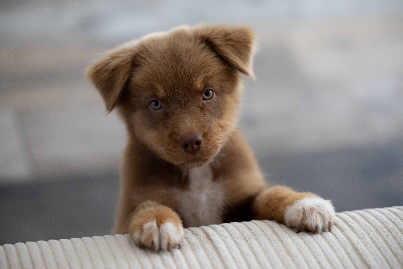 Of Salsa's Stars - Chiots disponibles - Berger Australien