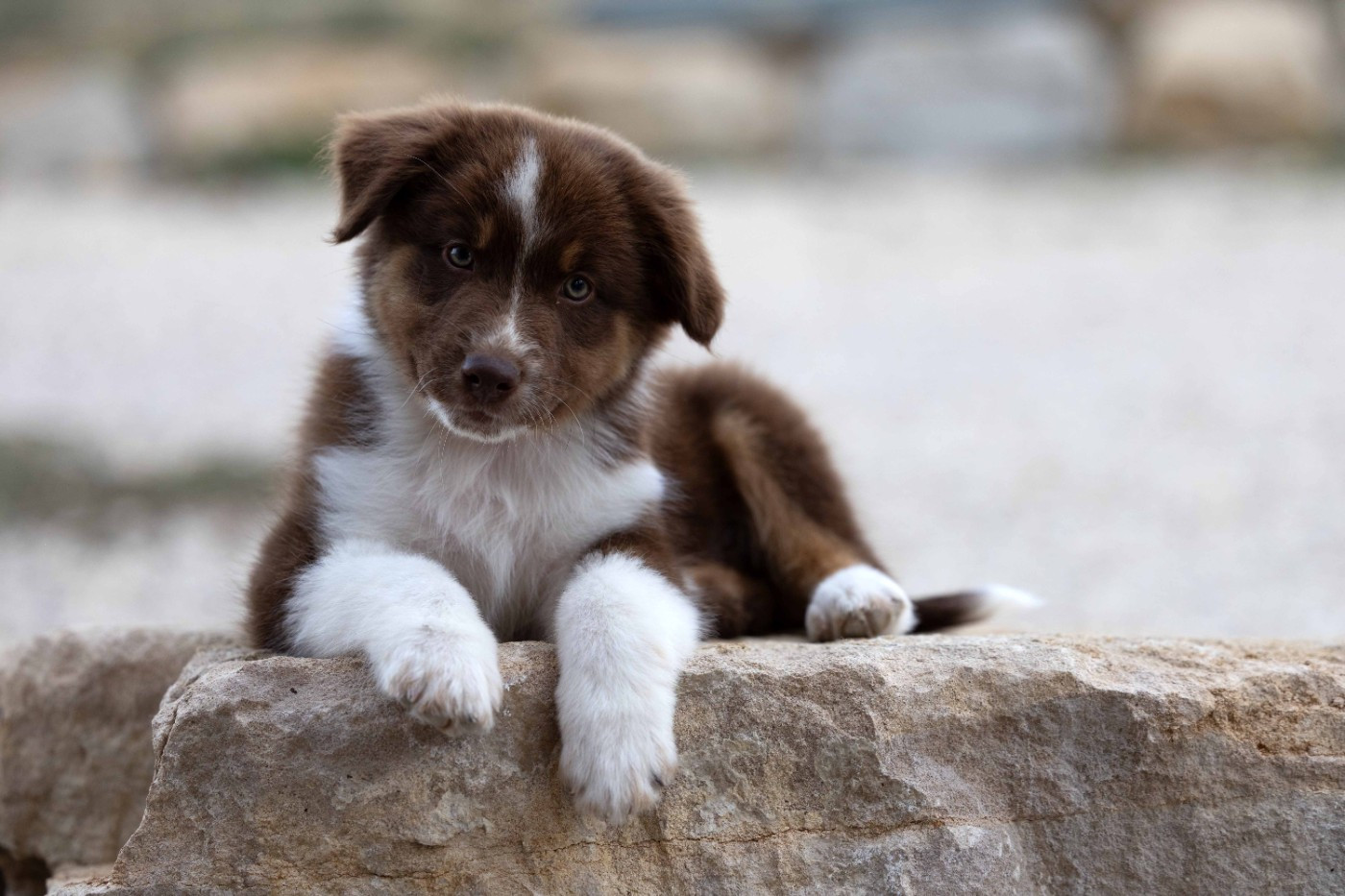 Of Salsa's Stars - Chiots disponibles - Berger Australien