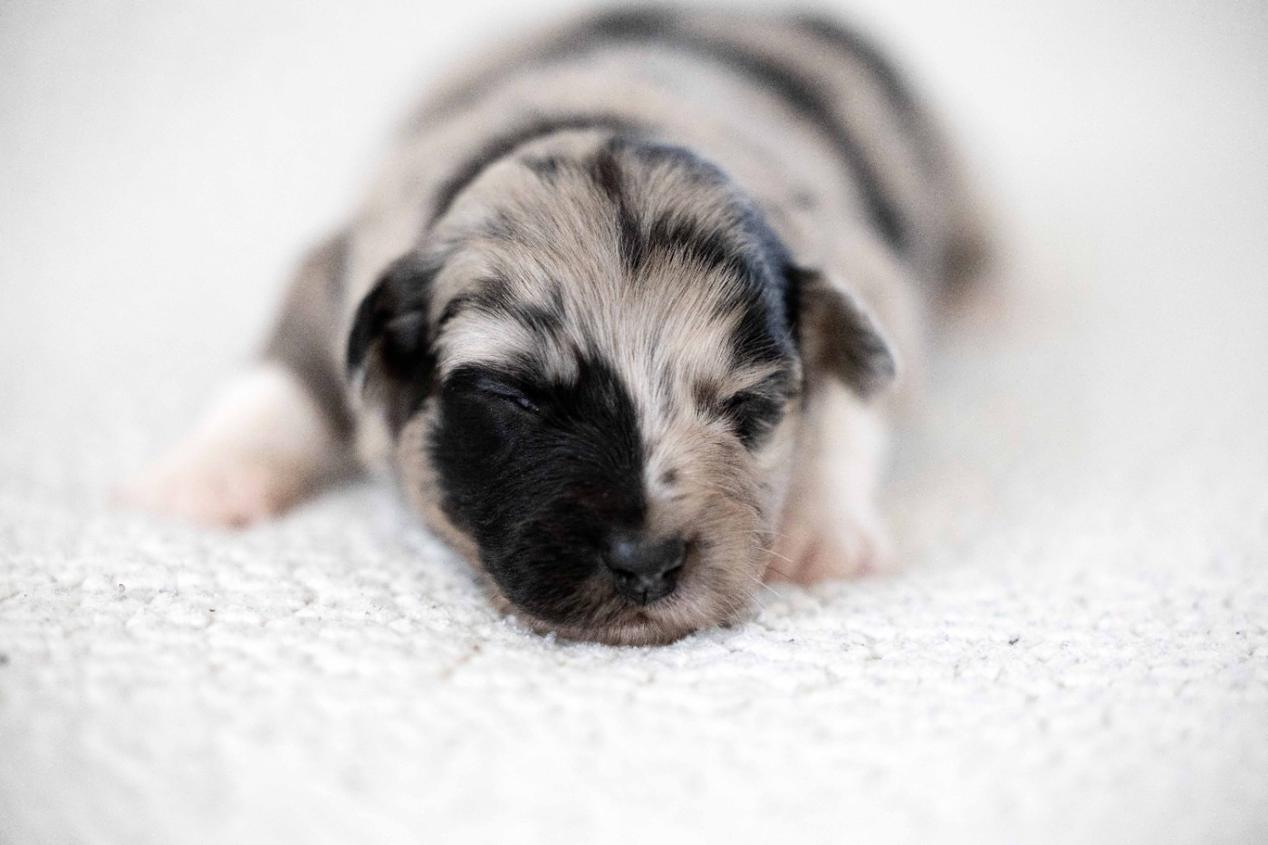 Of Salsa's Stars - Chiots disponibles - Berger Australien