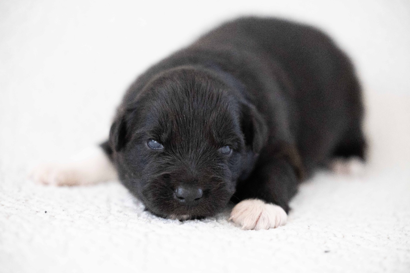 Of Salsa's Stars - Chiots disponibles - Berger Australien