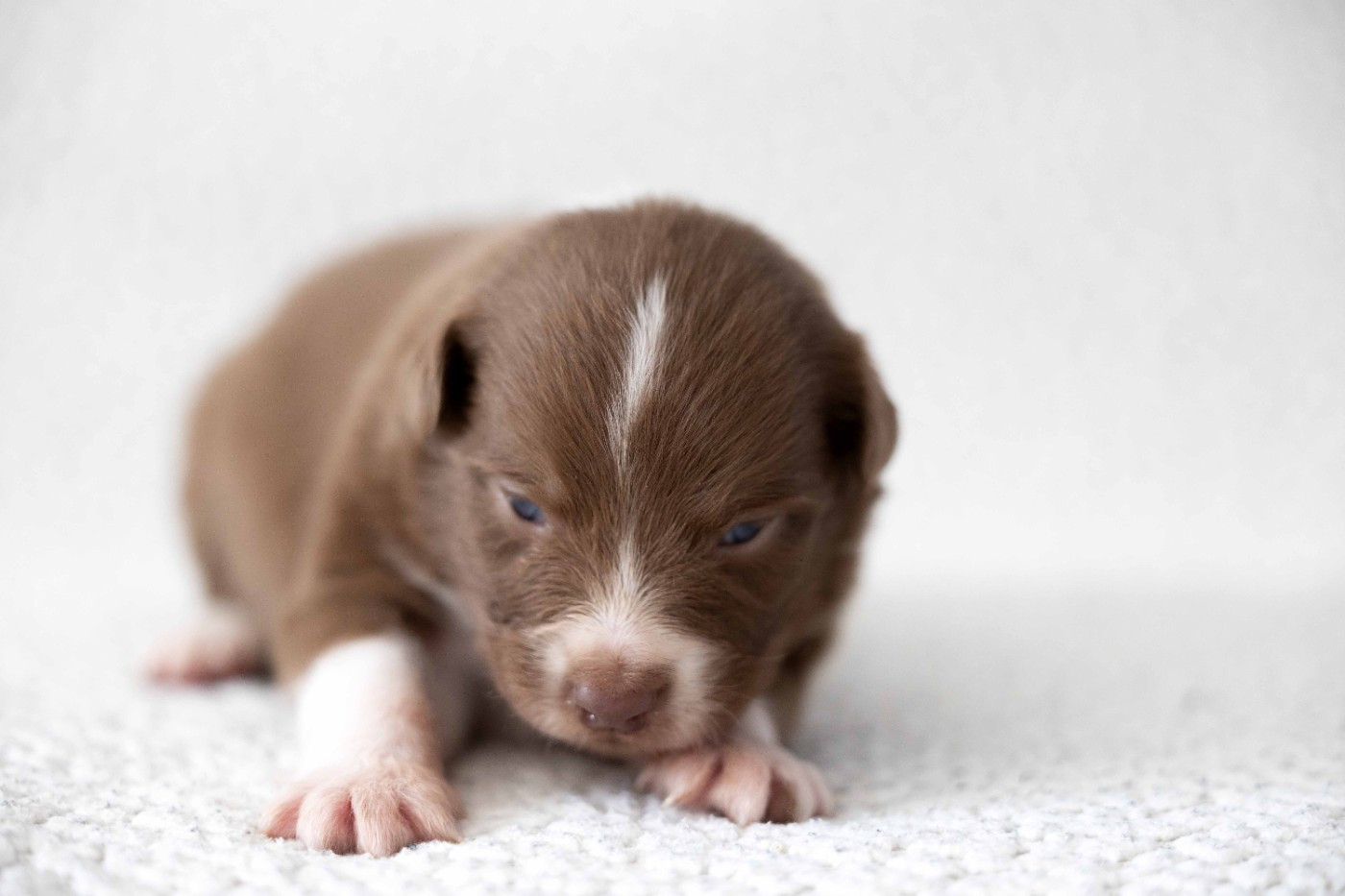 Of Salsa's Stars - Chiots disponibles - Berger Australien
