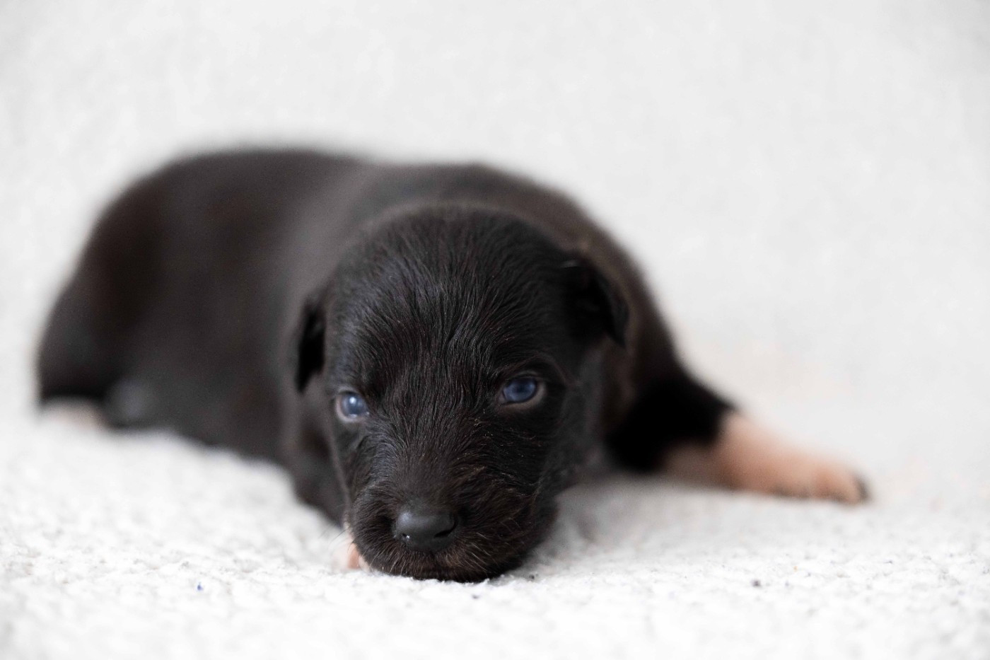 Of Salsa's Stars - Chiots disponibles - Berger Australien