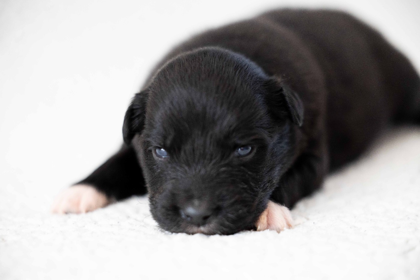 Of Salsa's Stars - Chiots disponibles - Berger Australien