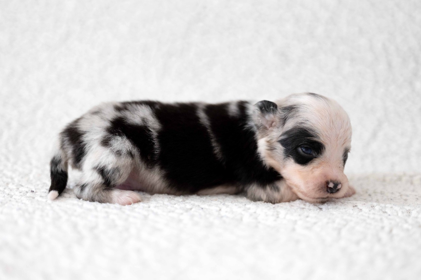 Of Salsa's Stars - Chiots disponibles - Berger Australien