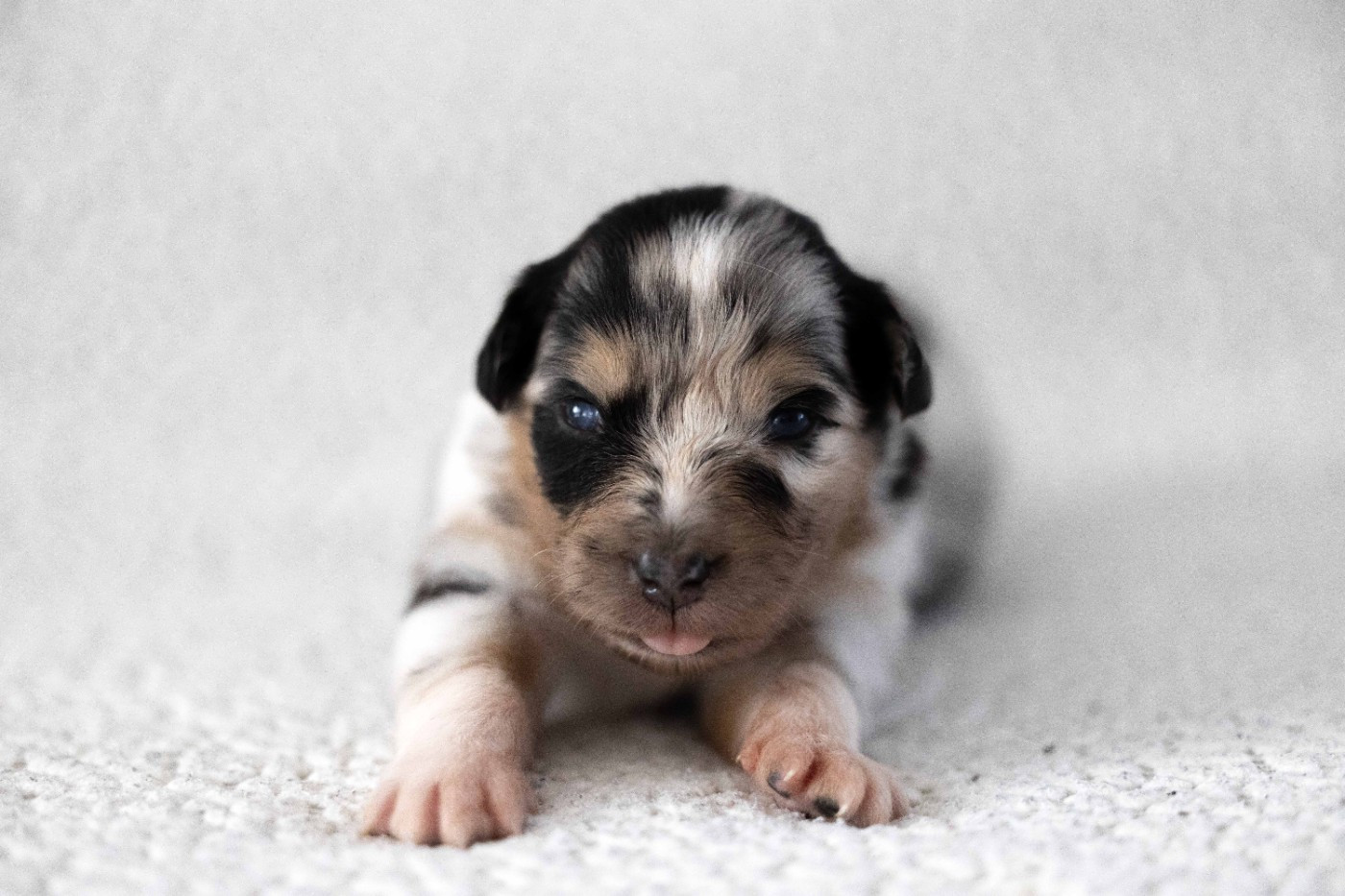 Of Salsa's Stars - Chiots disponibles - Berger Australien