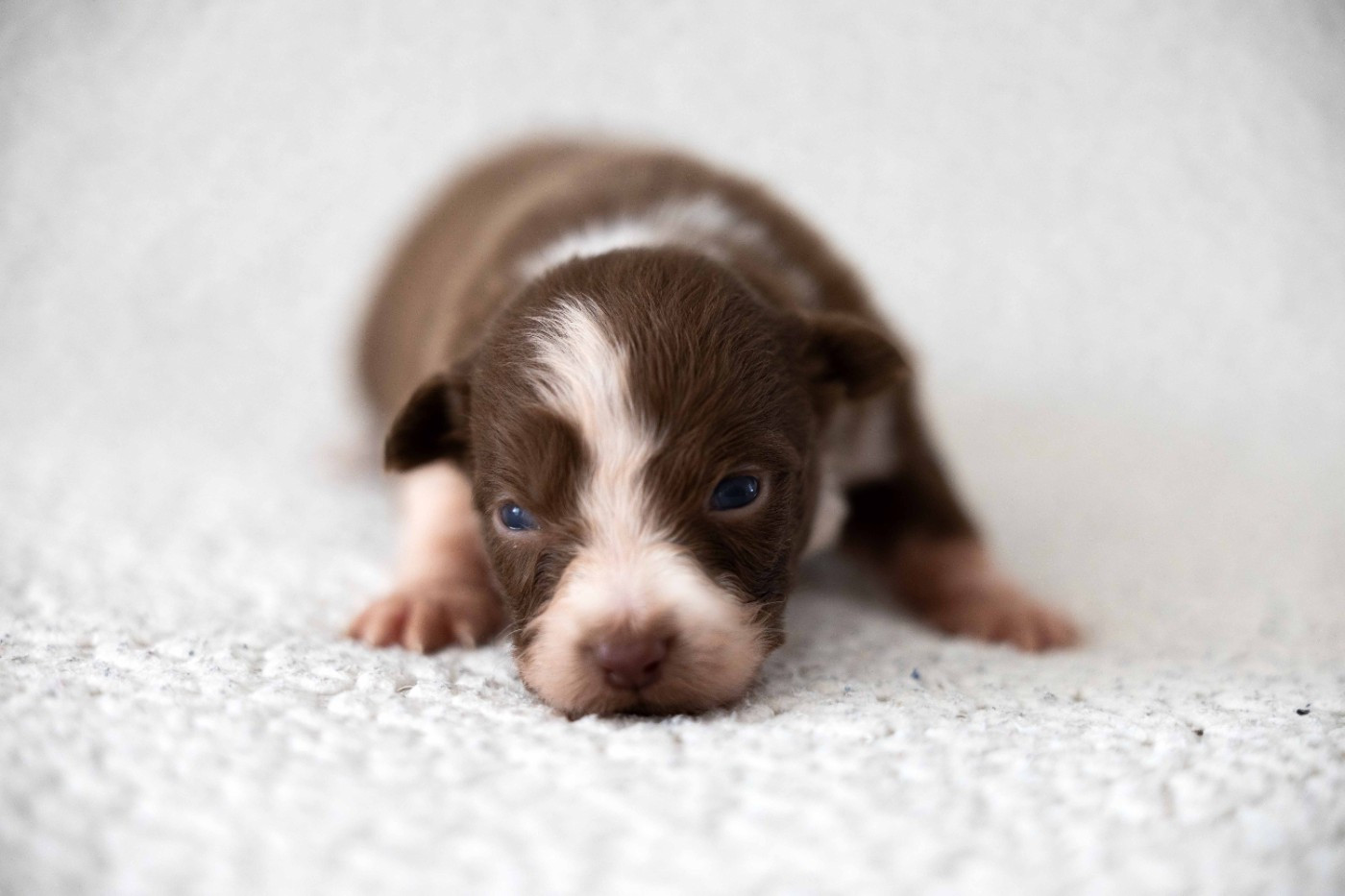Of Salsa's Stars - Chiots disponibles - Berger Australien