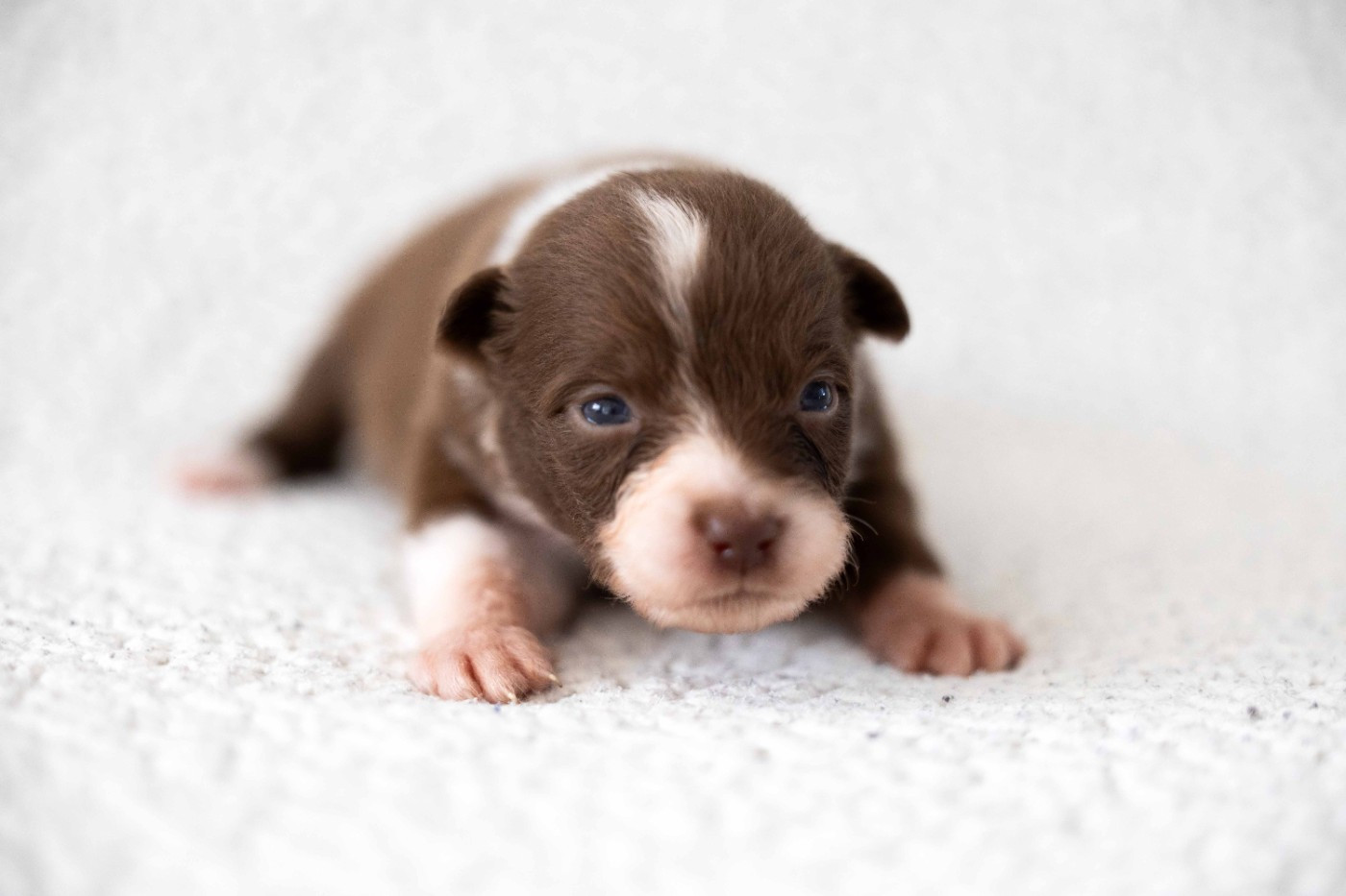 Of Salsa's Stars - Chiots disponibles - Berger Australien