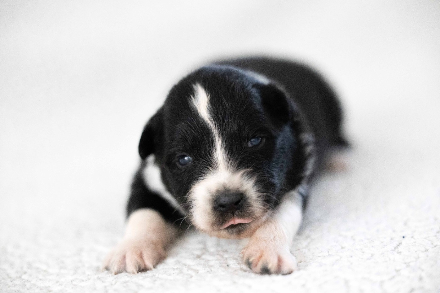 Of Salsa's Stars - Chiots disponibles - Berger Australien