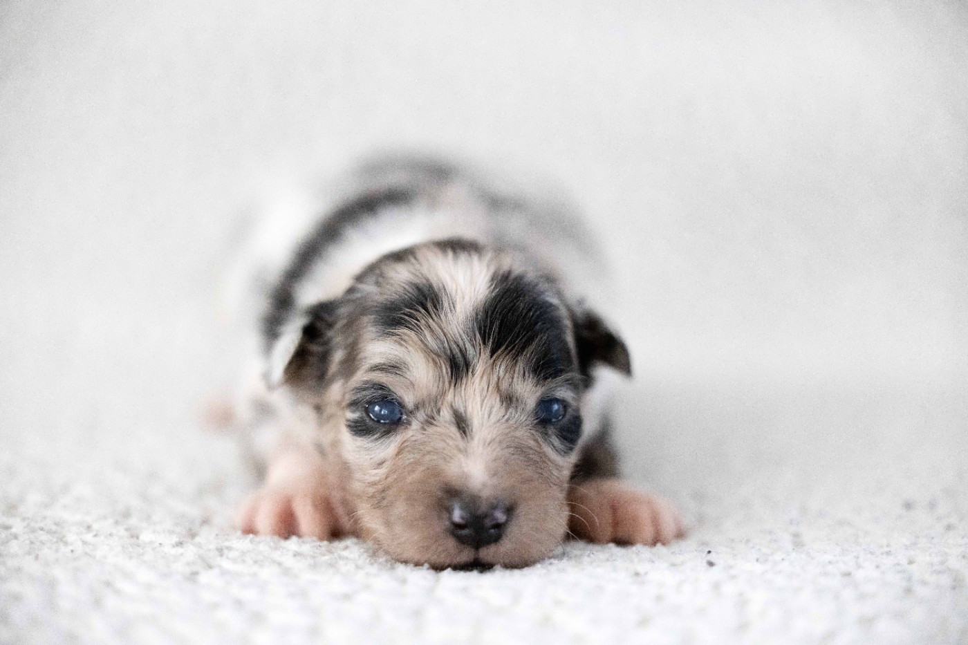 Of Salsa's Stars - Chiots disponibles - Berger Australien