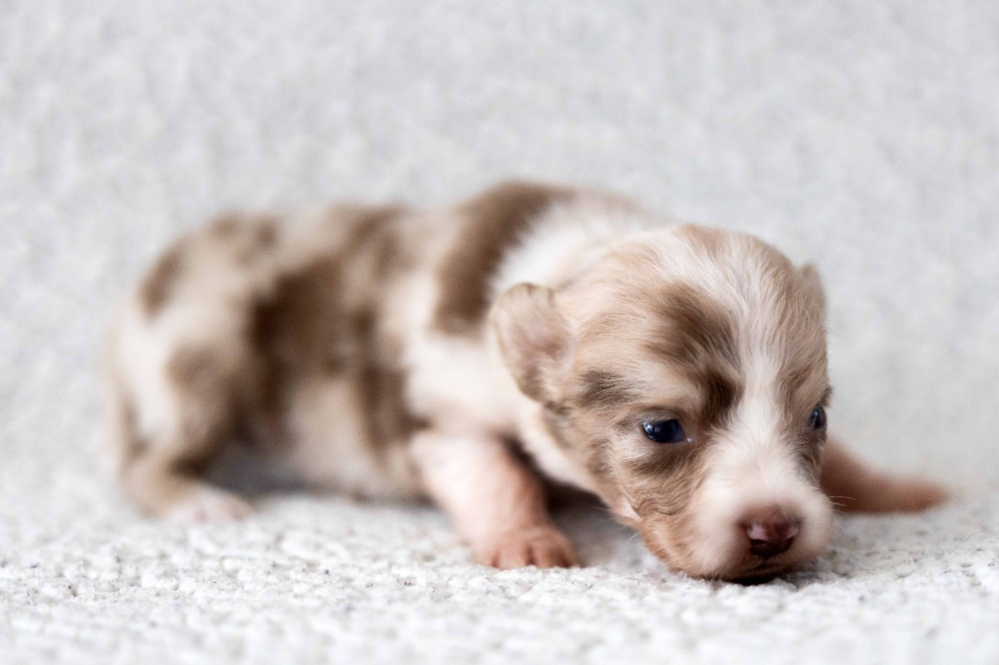Of Salsa's Stars - Chiots disponibles - Berger Australien