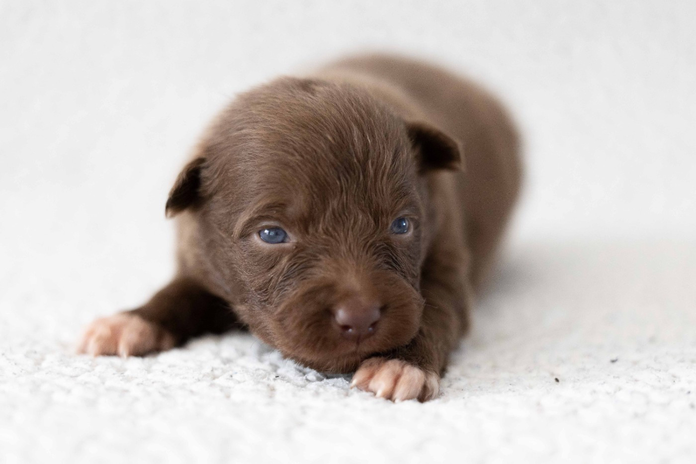 Of Salsa's Stars - Chiots disponibles - Berger Australien