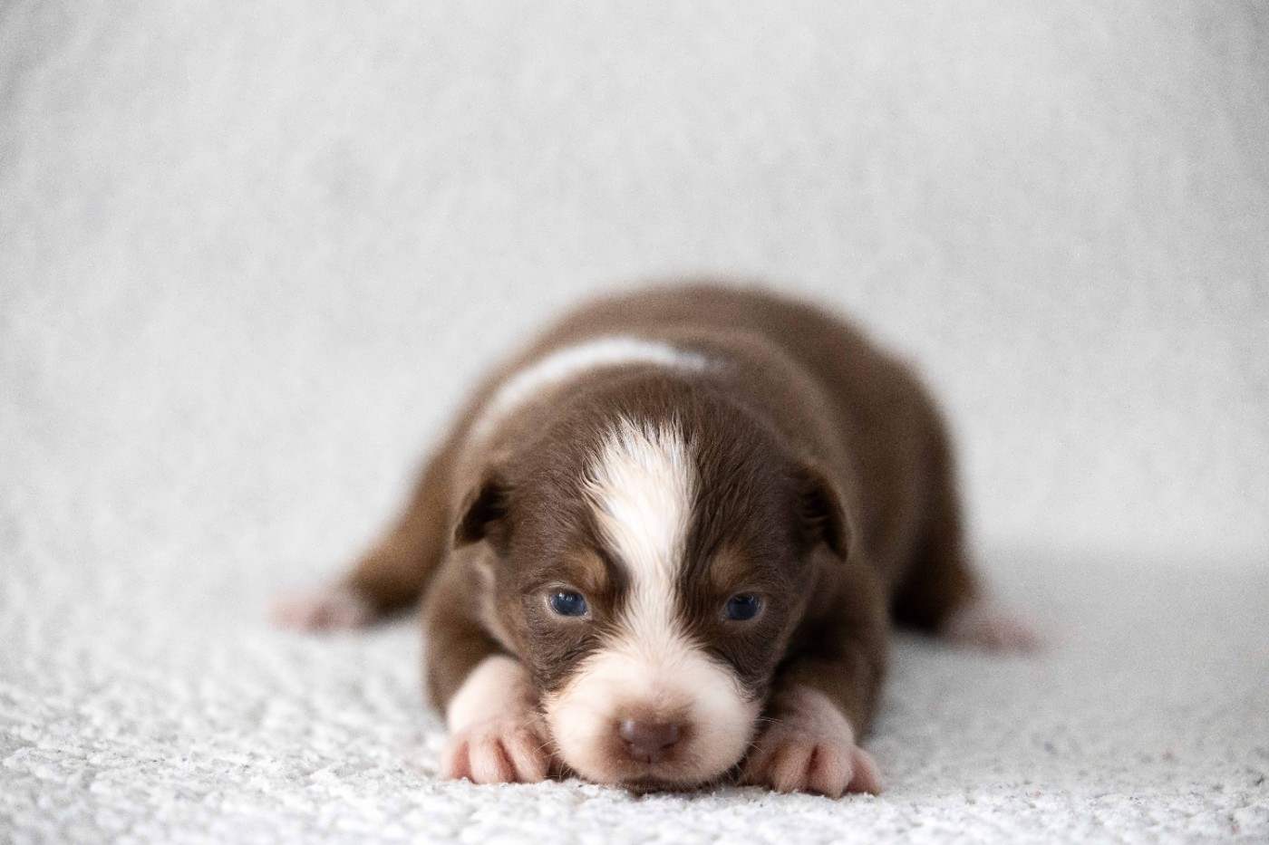 Of Salsa's Stars - Chiots disponibles - Berger Australien