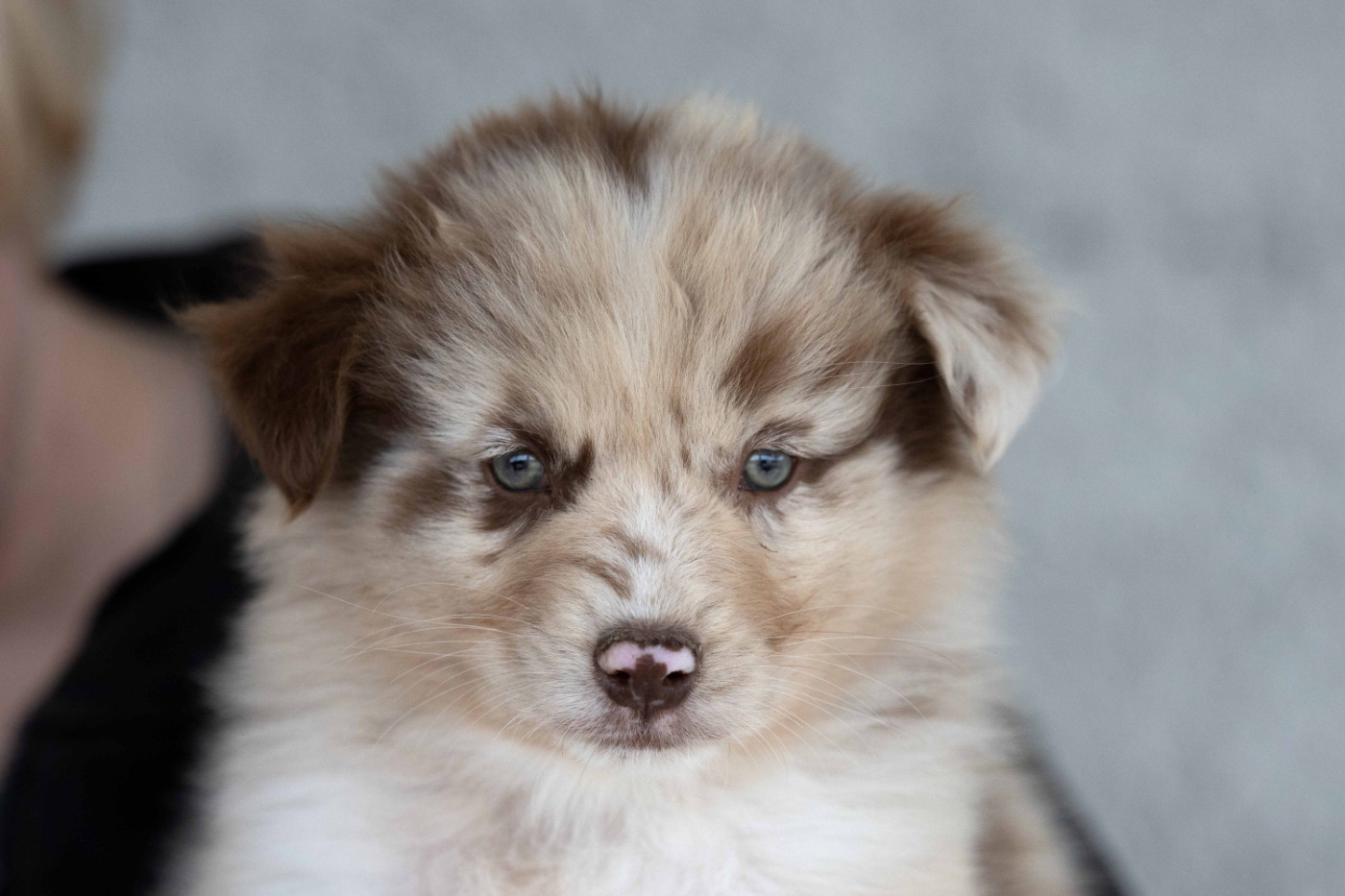 Of Salsa's Stars - Chiots disponibles - Berger Australien