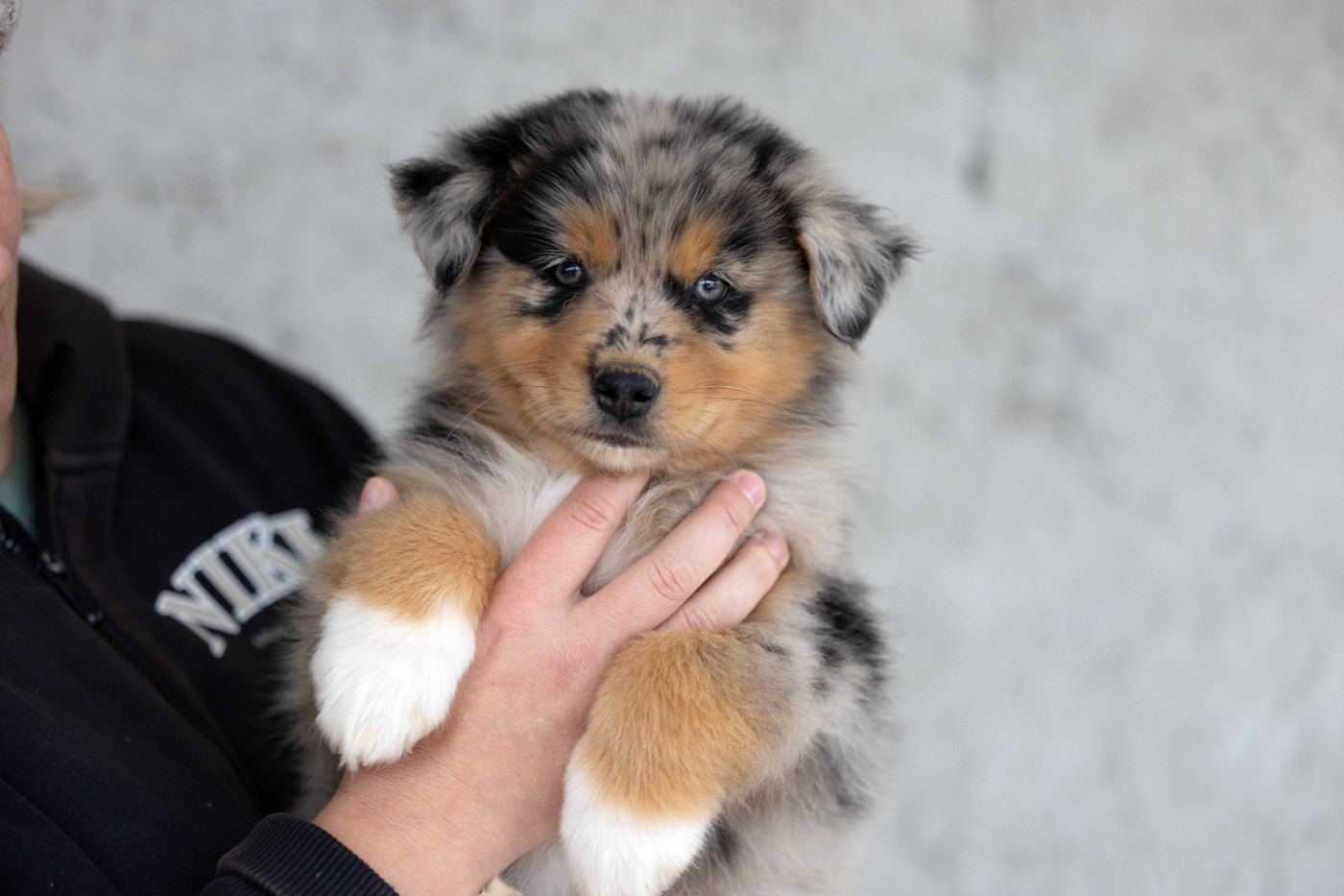 Of Salsa's Stars - Chiots disponibles - Berger Australien