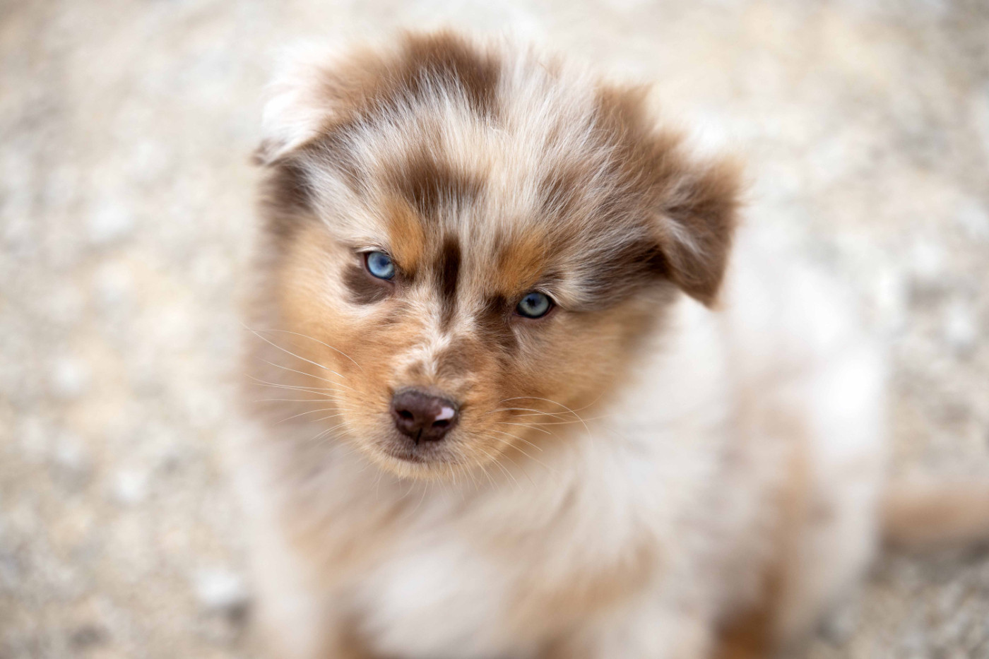 Of Salsa's Stars - Chiots disponibles - Berger Australien