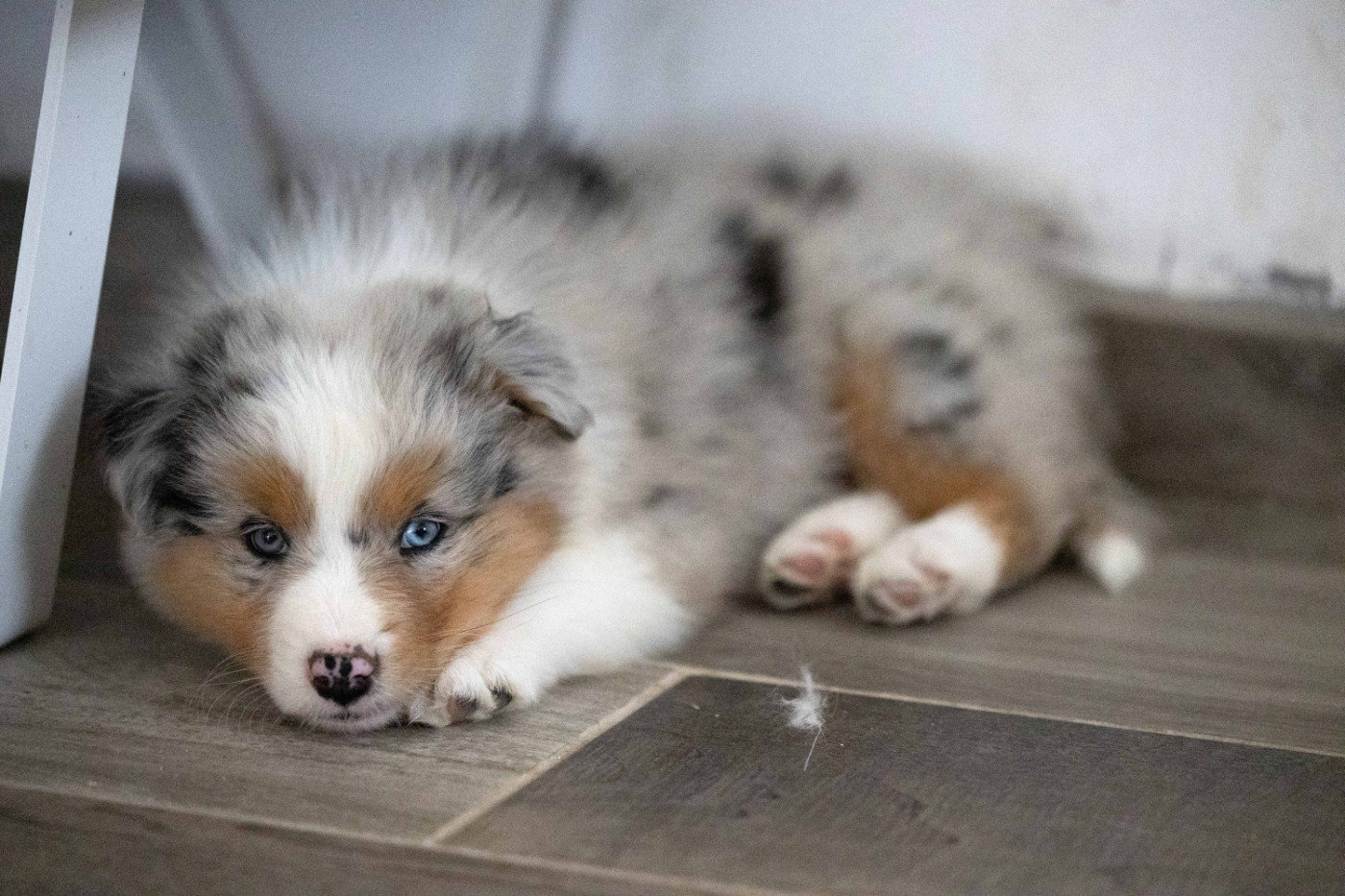Of Salsa's Stars - Chiots disponibles - Berger Australien