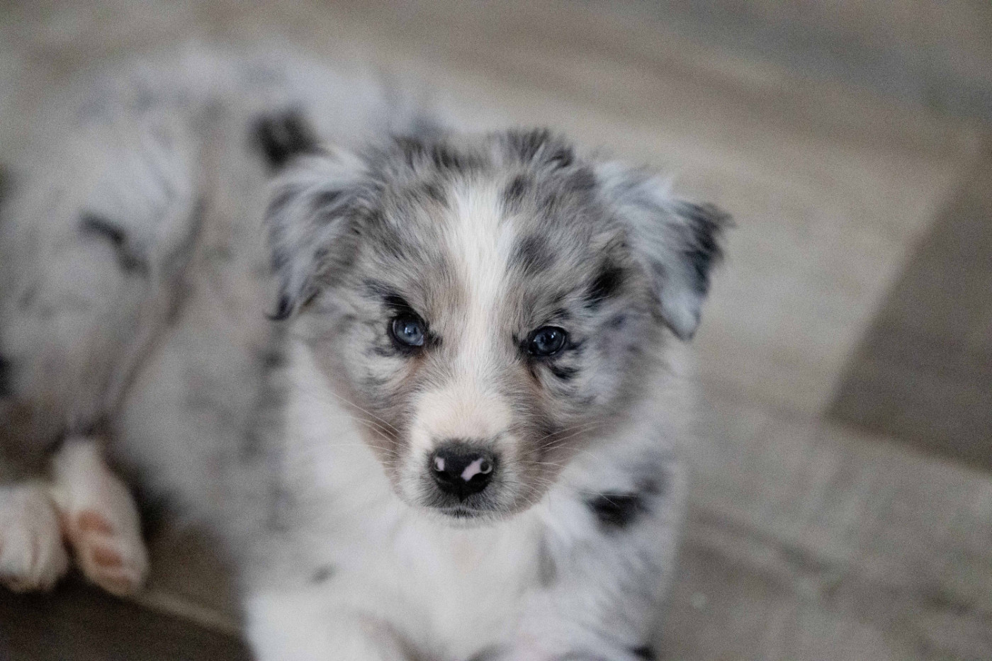 Of Salsa's Stars - Chiots disponibles - Berger Australien