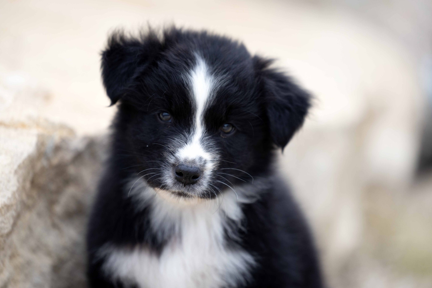 Of Salsa's Stars - Chiots disponibles - Berger Australien