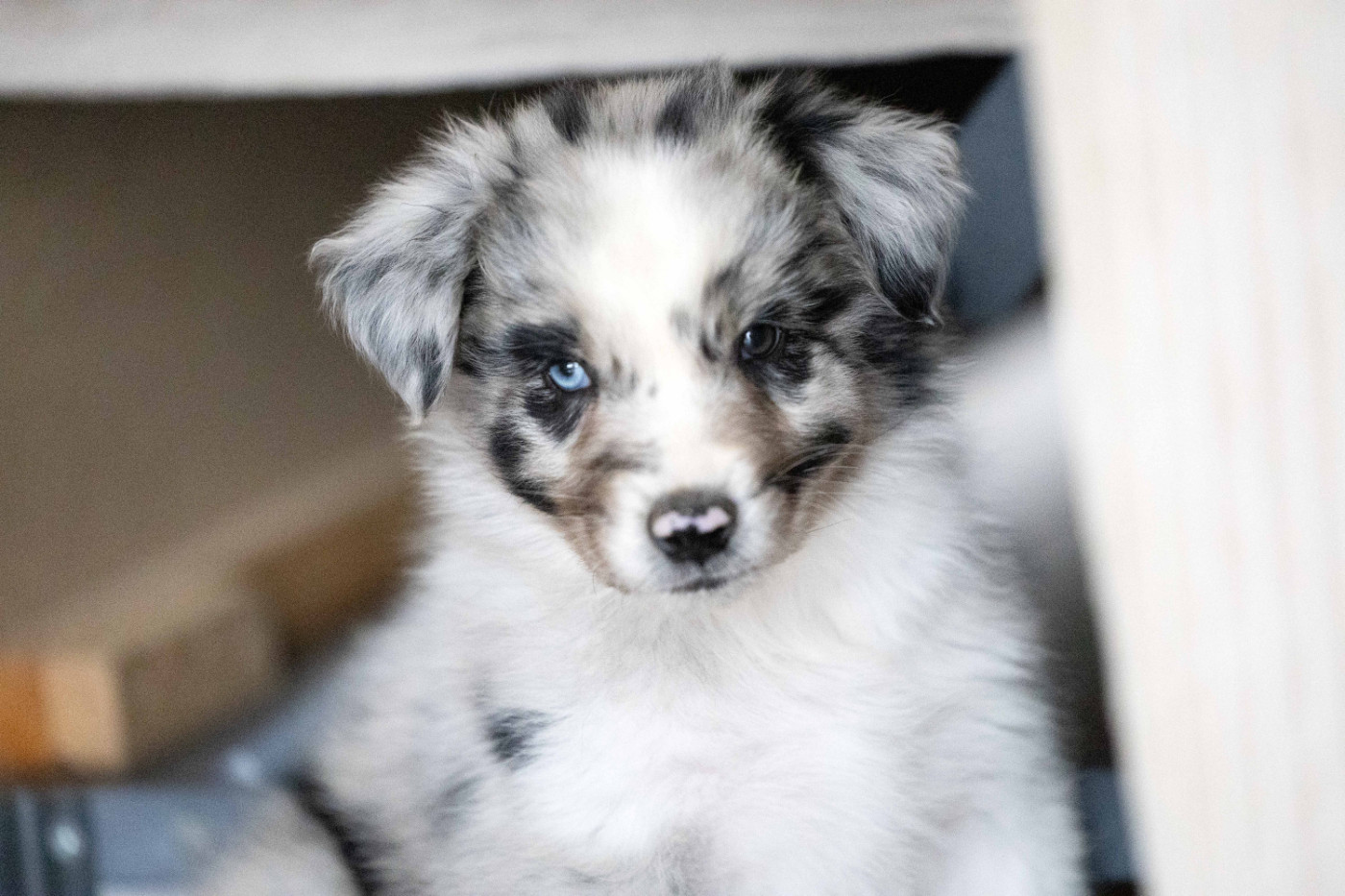 Of Salsa's Stars - Chiots disponibles - Berger Australien