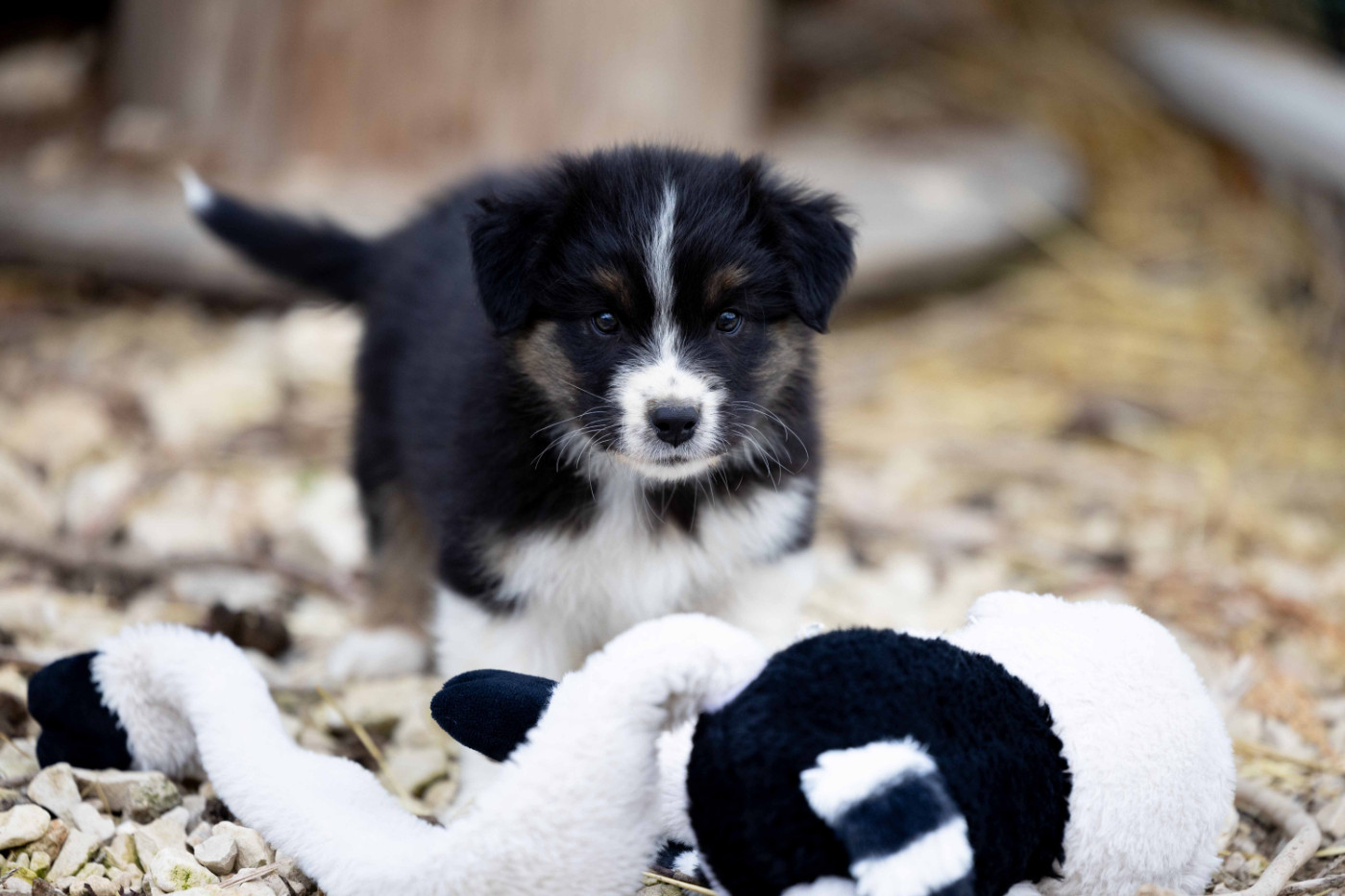 Of Salsa's Stars - Chiots disponibles - Berger Australien