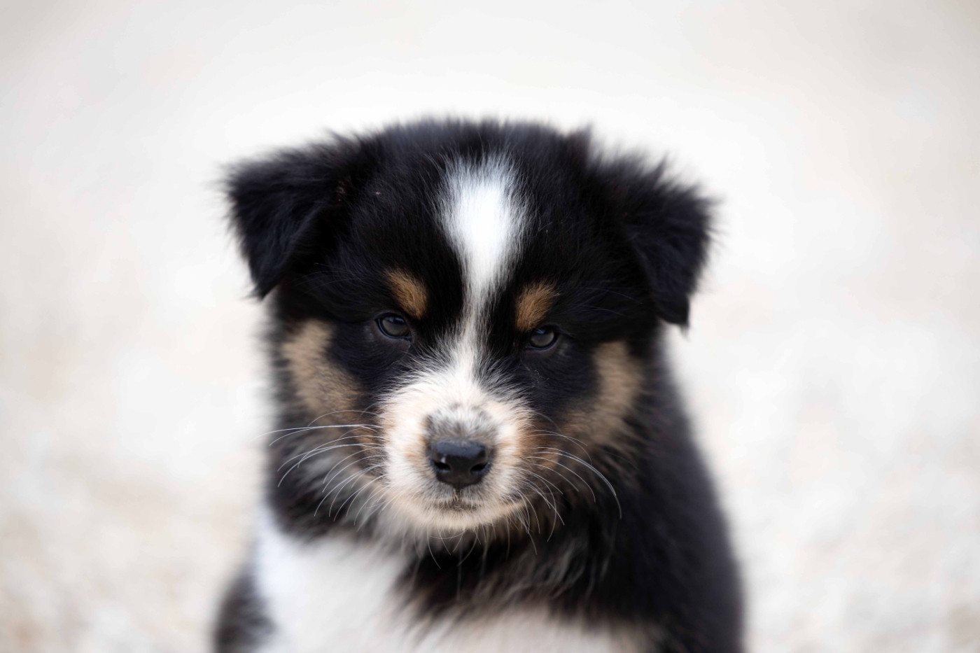 Of Salsa's Stars - Chiots disponibles - Berger Australien