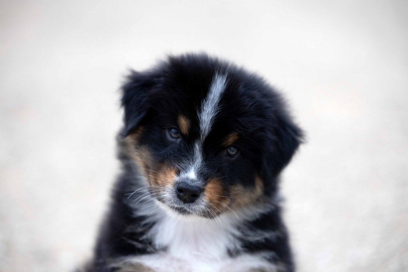 Of Salsa's Stars - Chiots disponibles - Berger Australien