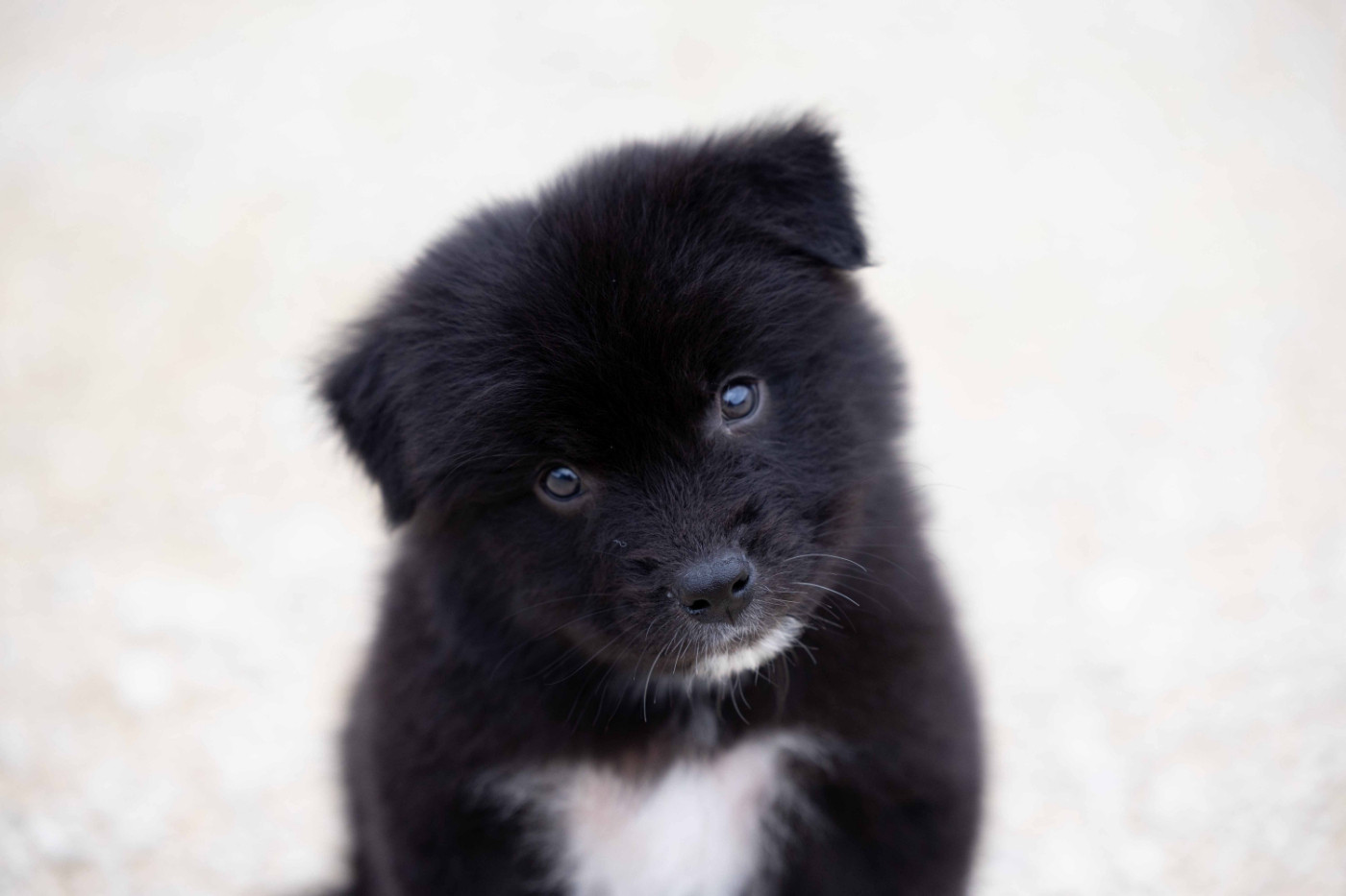 Of Salsa's Stars - Chiots disponibles - Berger Australien