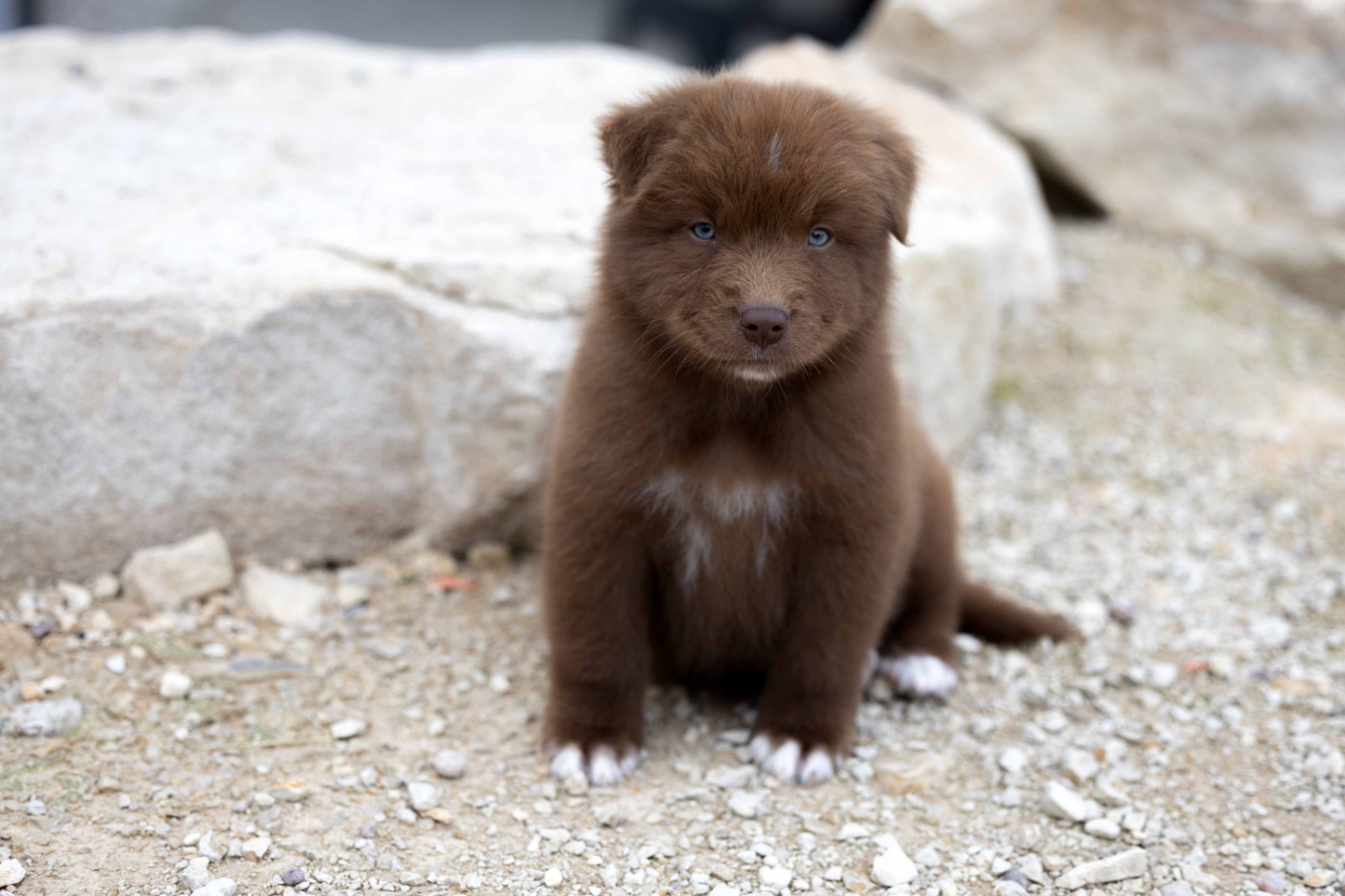 Of Salsa's Stars - Chiots disponibles - Berger Australien