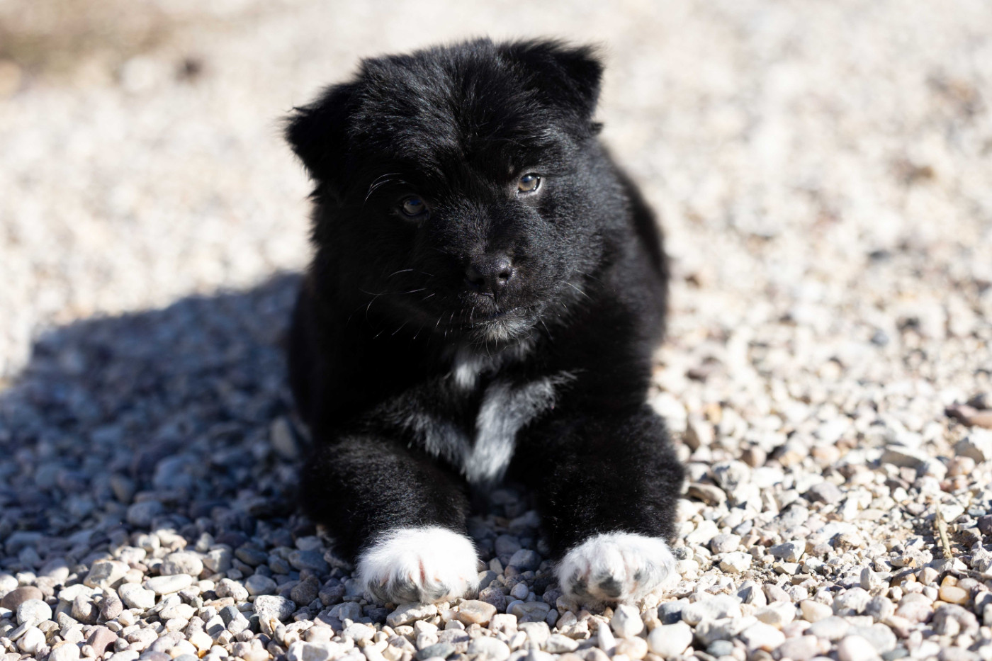 Of Salsa's Stars - Chiots disponibles - Berger Australien