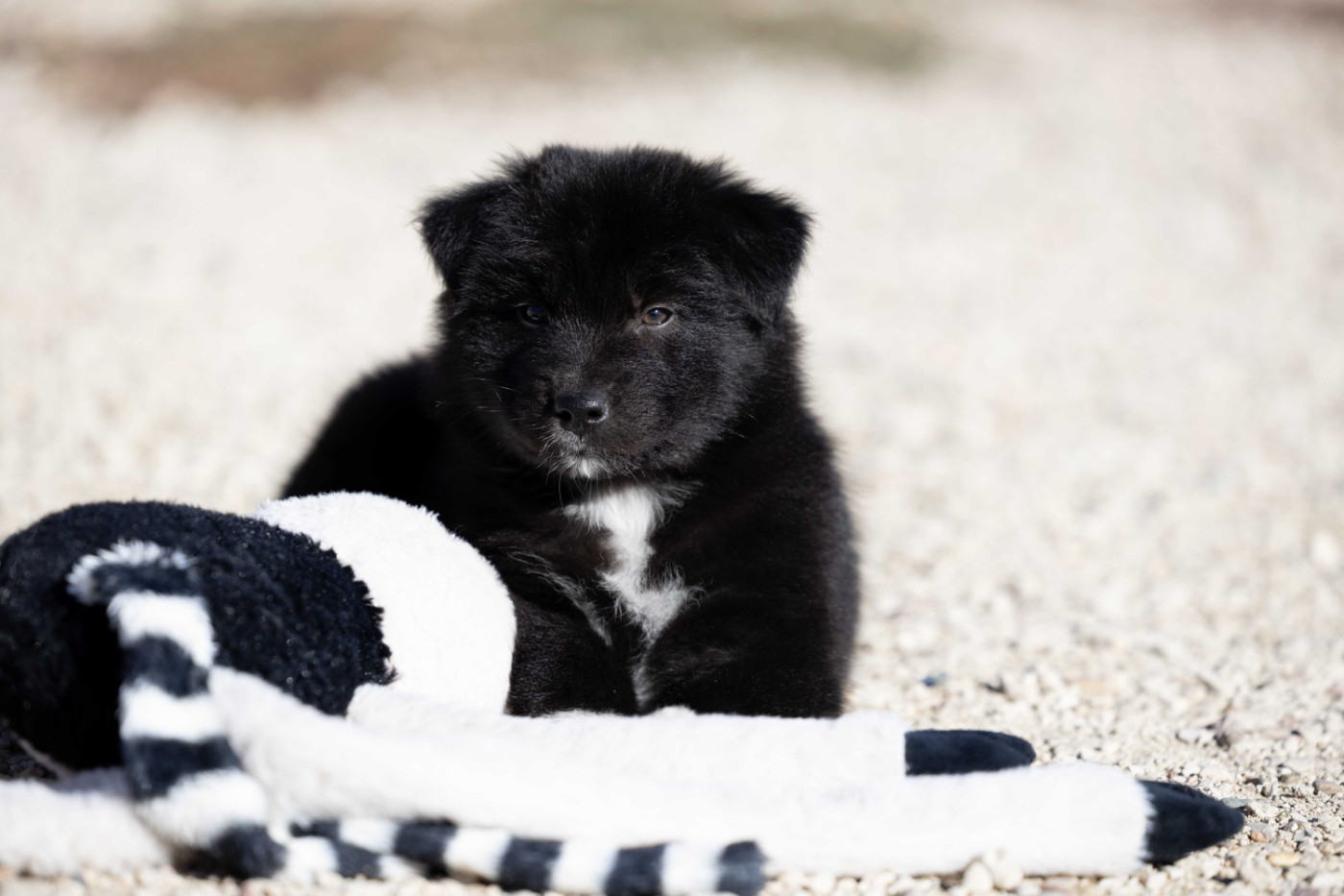 Of Salsa's Stars - Chiots disponibles - Berger Australien